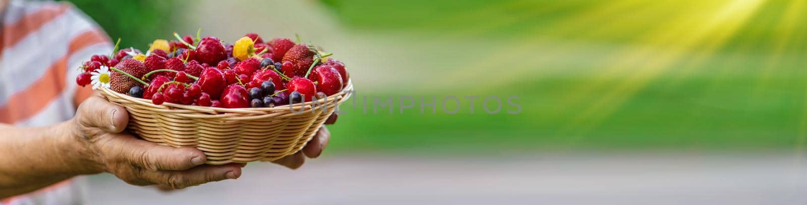 Grandmother holds a harvest of berries in her hands. Selective focus. Food.