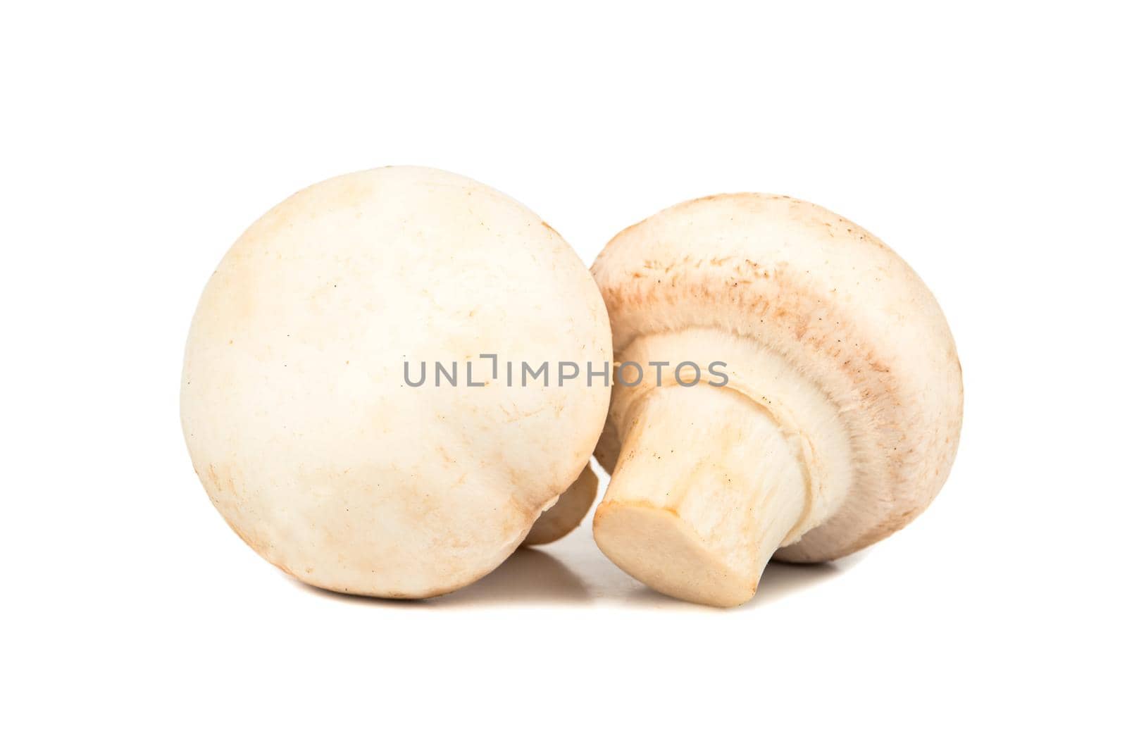 Two fresh champignon mushroom on a white background