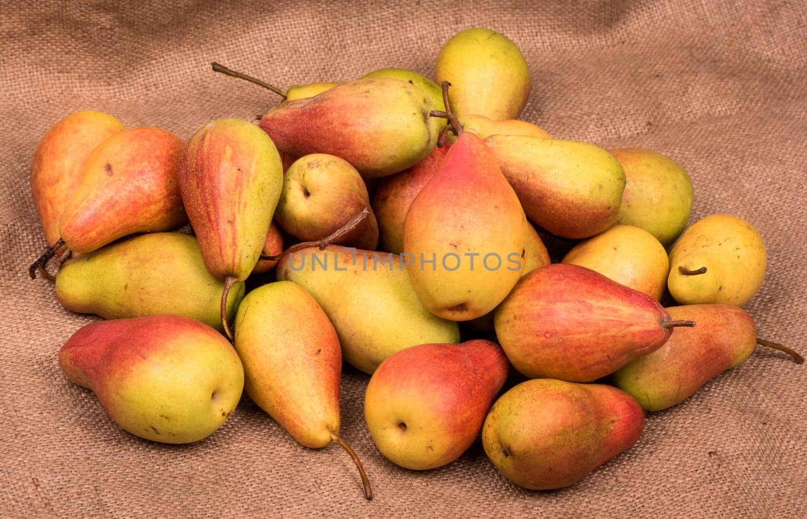 Big pile of fresh pears lying on sacking