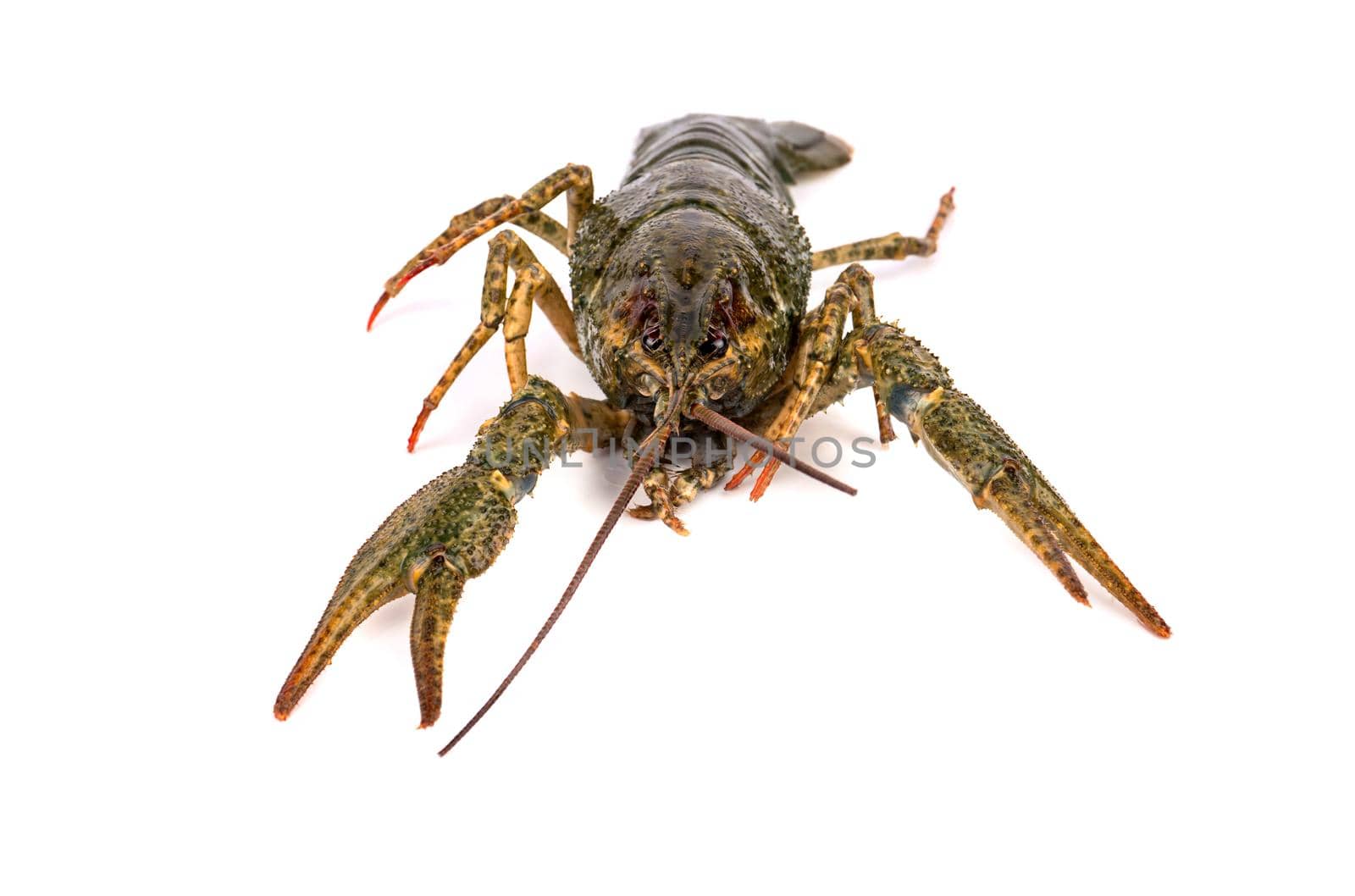 Living green crayfish on a white background foreground
