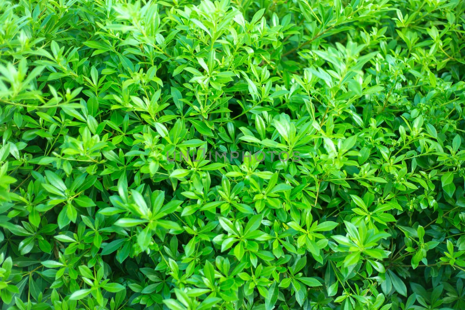 Green leaf background. Leaves texture