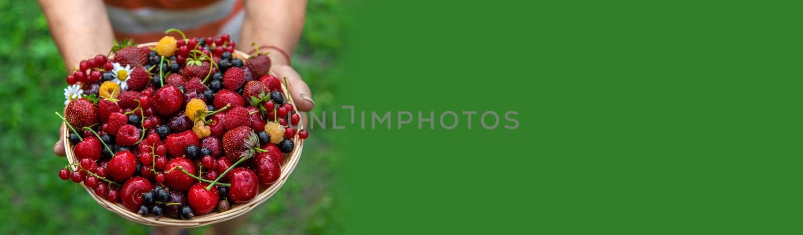 Grandmother holds a harvest of berries in her hands. Selective focus. by yanadjana
