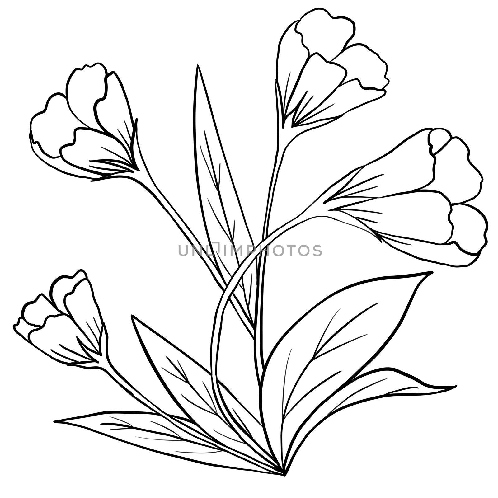 Hand drawn floral flower leaves illustration, black white elegant wedding ornament, Line art minimalism tatoo style design summer spring nature branch foliage blossom