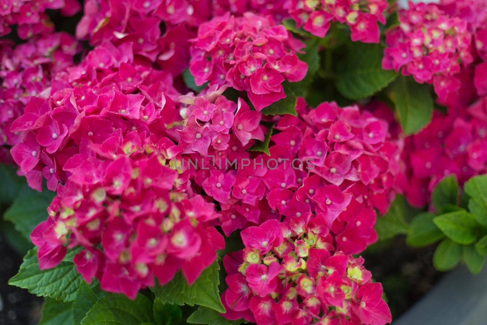 Fresh hortensia bright pink flowers and green leaves on blur background