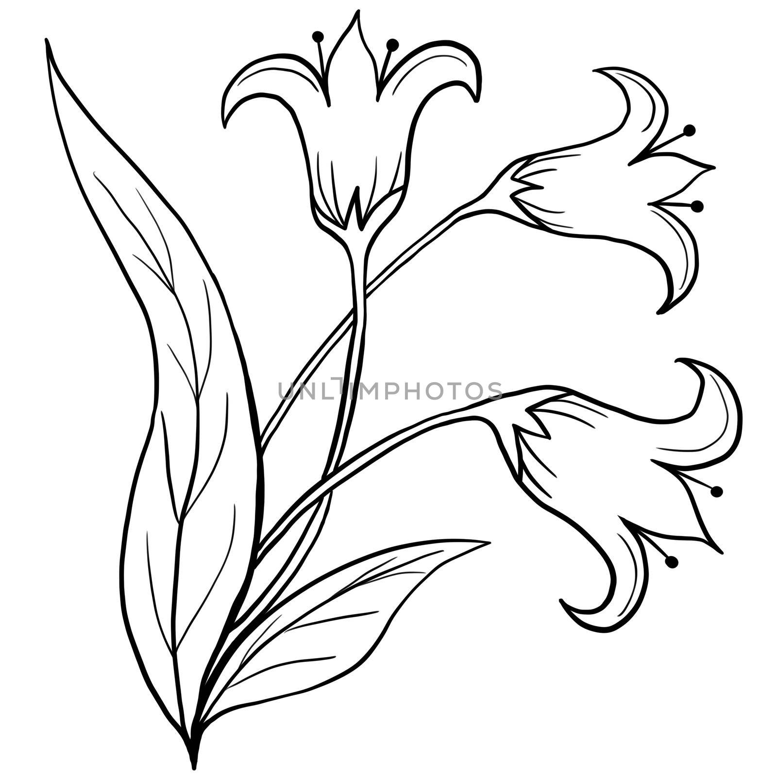 Hand drawn floral flower leaves illustration, black white elegant wedding ornament, Line art minimalism tatoo style design summer spring nature branch foliage blossom