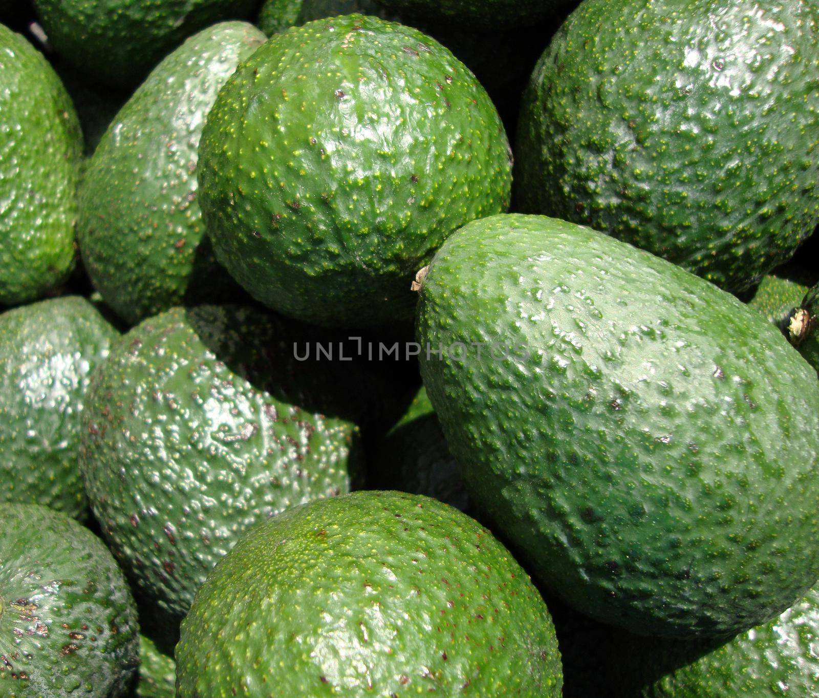 Pattern of green pear shaped avocados