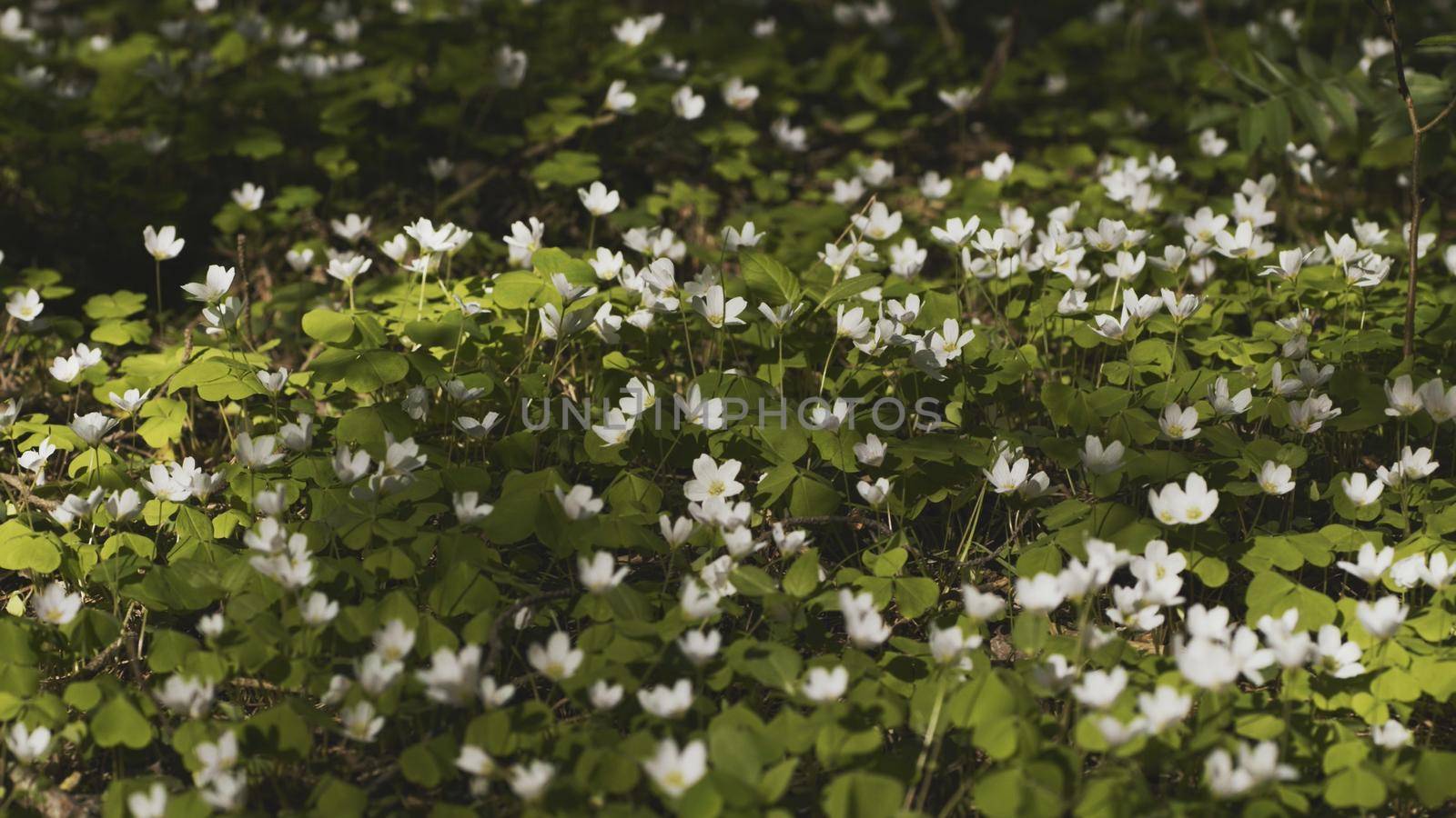 White Oxalis blooms in the forest in spring