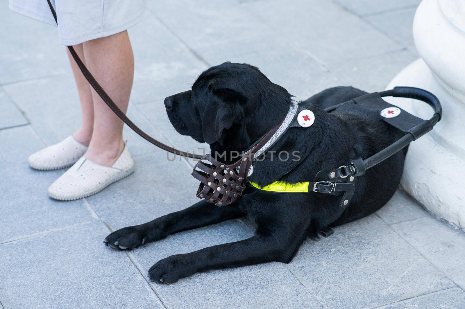 Black Labrador working as a guide dog for a blind woman. by mrwed54