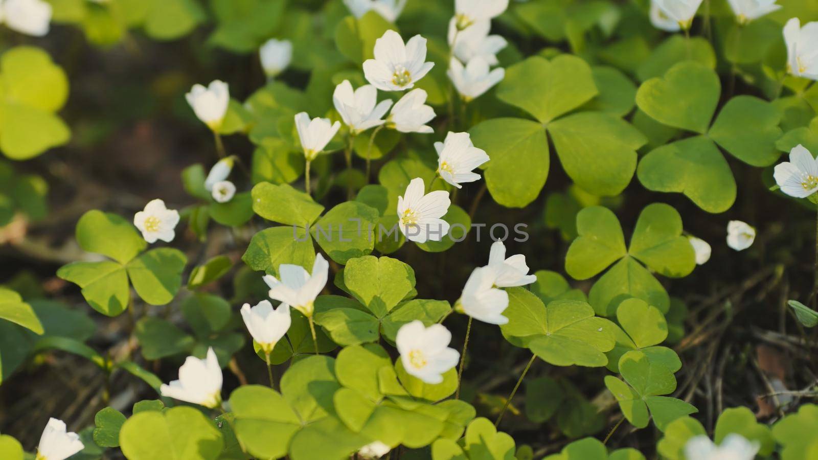 White Oxalis blooms in the forest in spring