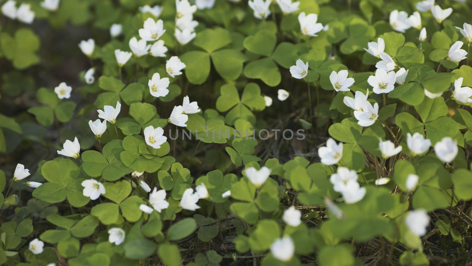 White Oxalis blooms in the forest in spring