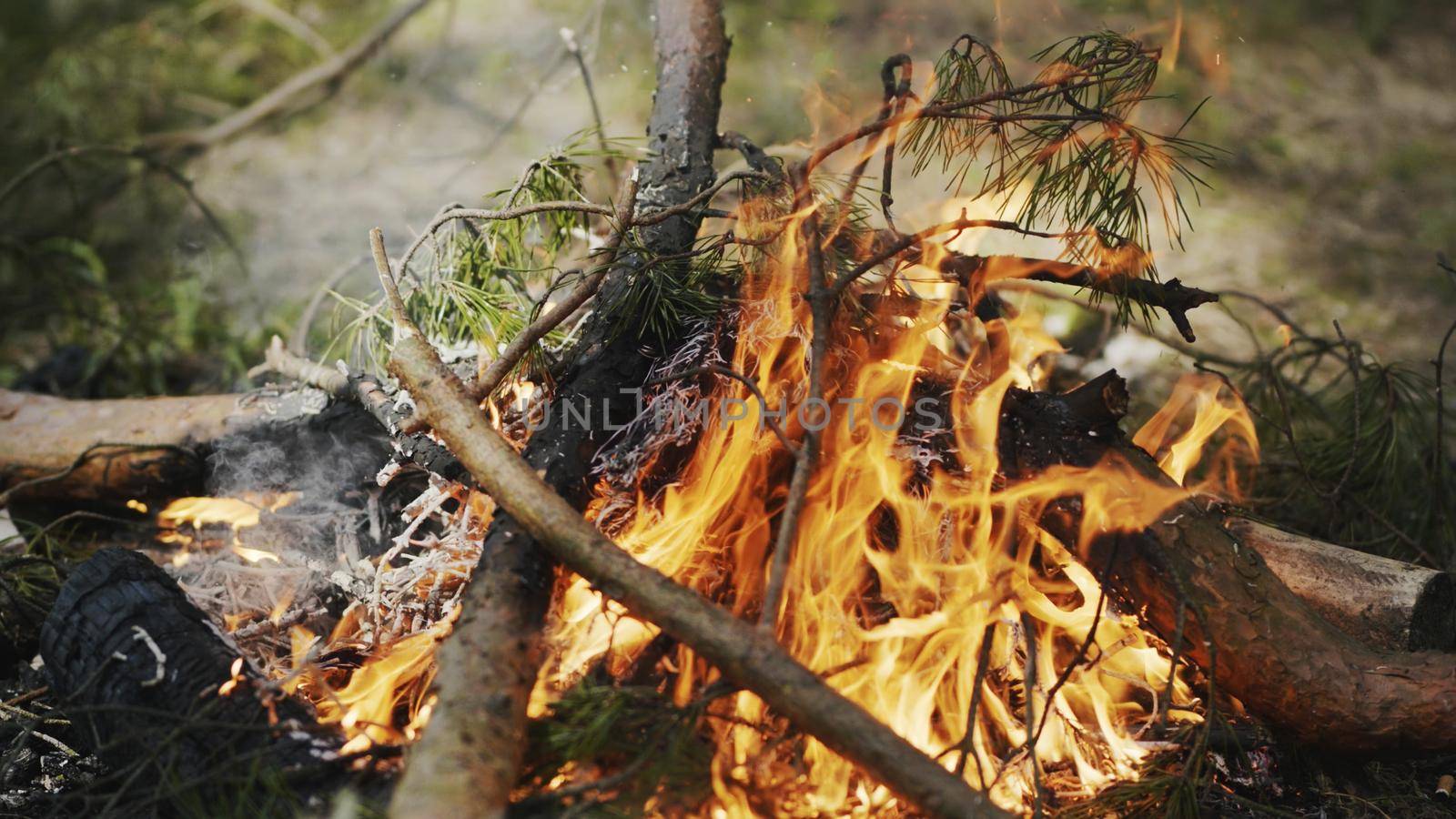 Bonfire burning in the woods during a picnic