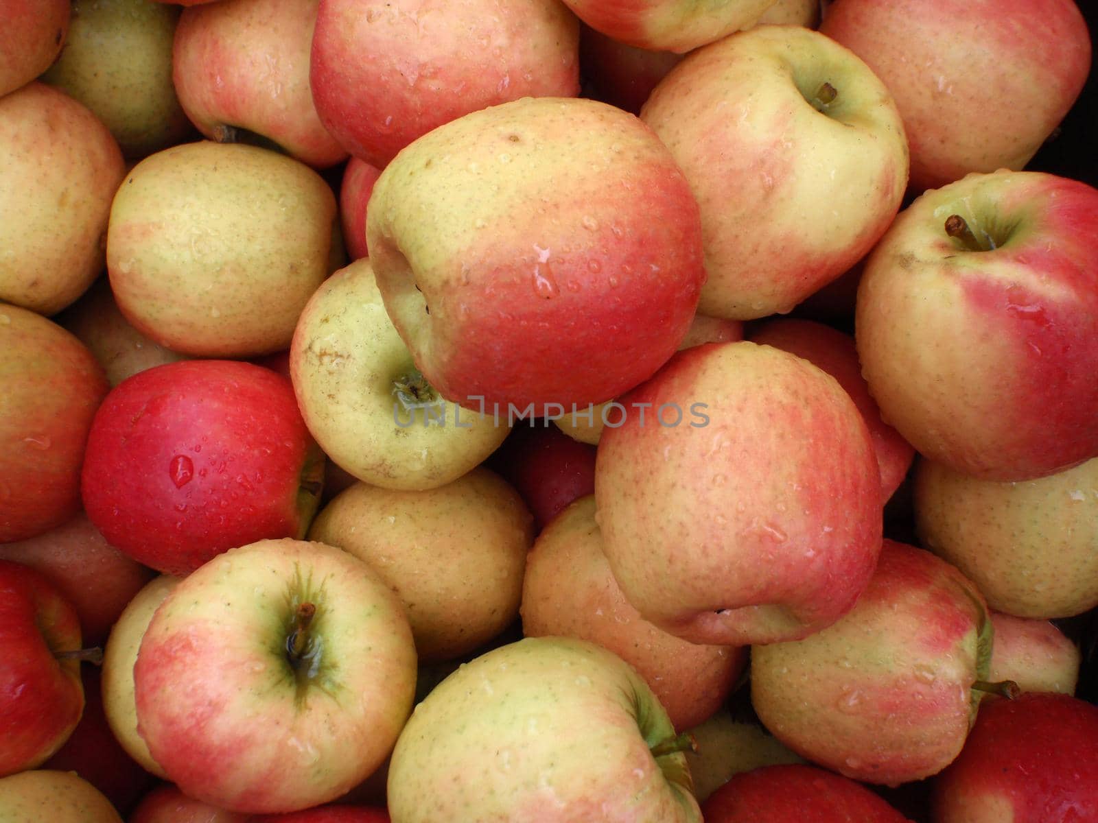 Wet Organic Apples, Fuji at a farmers market in San Francisco CA.