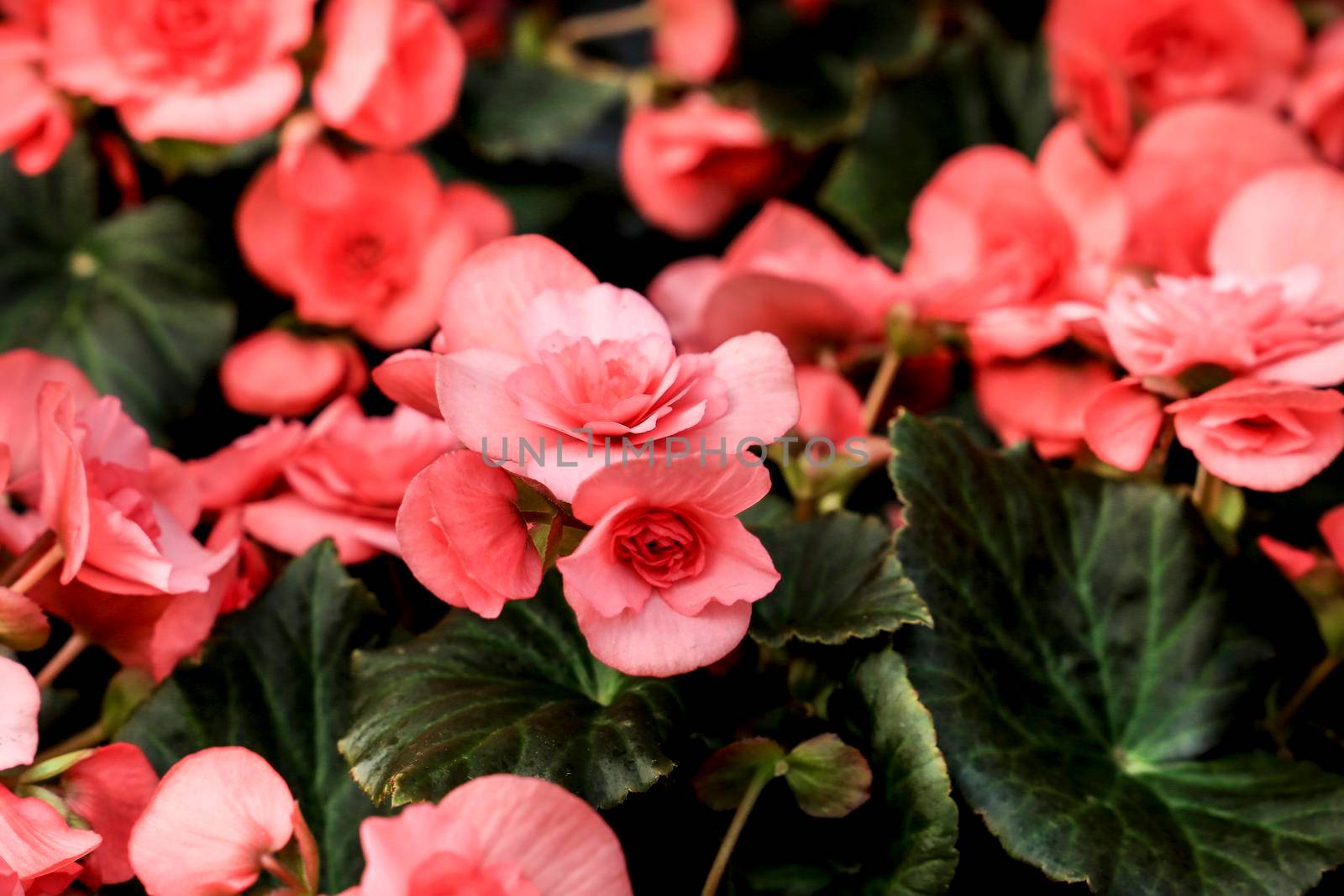 Beautiful and colorful Begonia Hiemalis plants in the garden