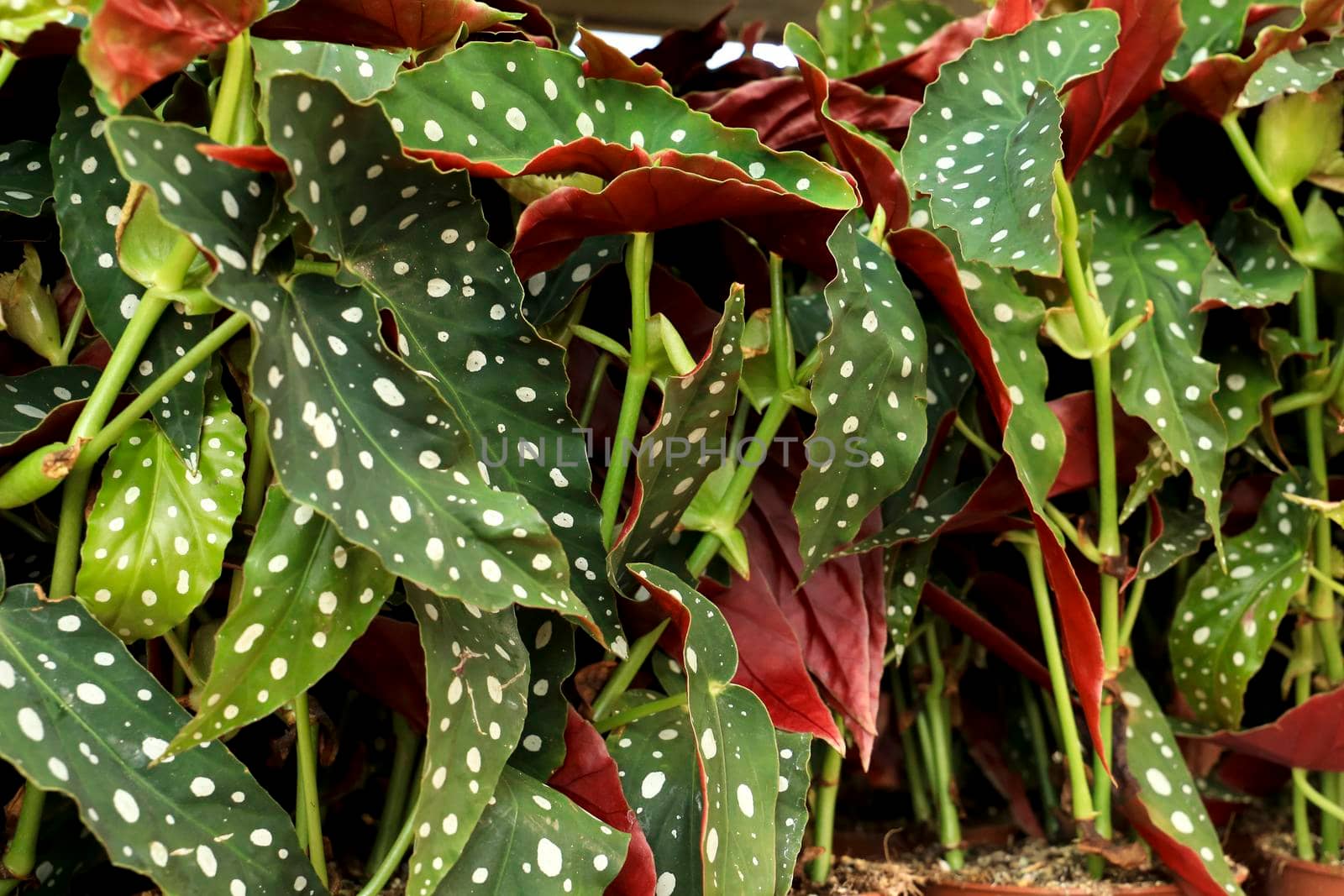 Colorful Begonia Maculata plants in the garden by soniabonet