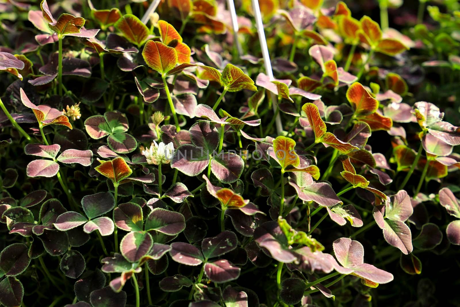 Colorful Oxalis plants, clovers, under the sun in the garden
