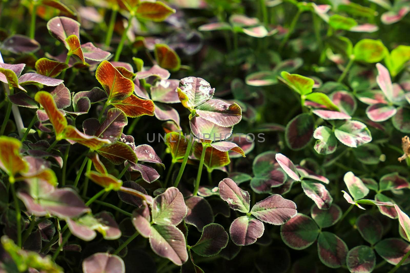 Colorful Oxalis plants, clovers, under the sun in the garden
