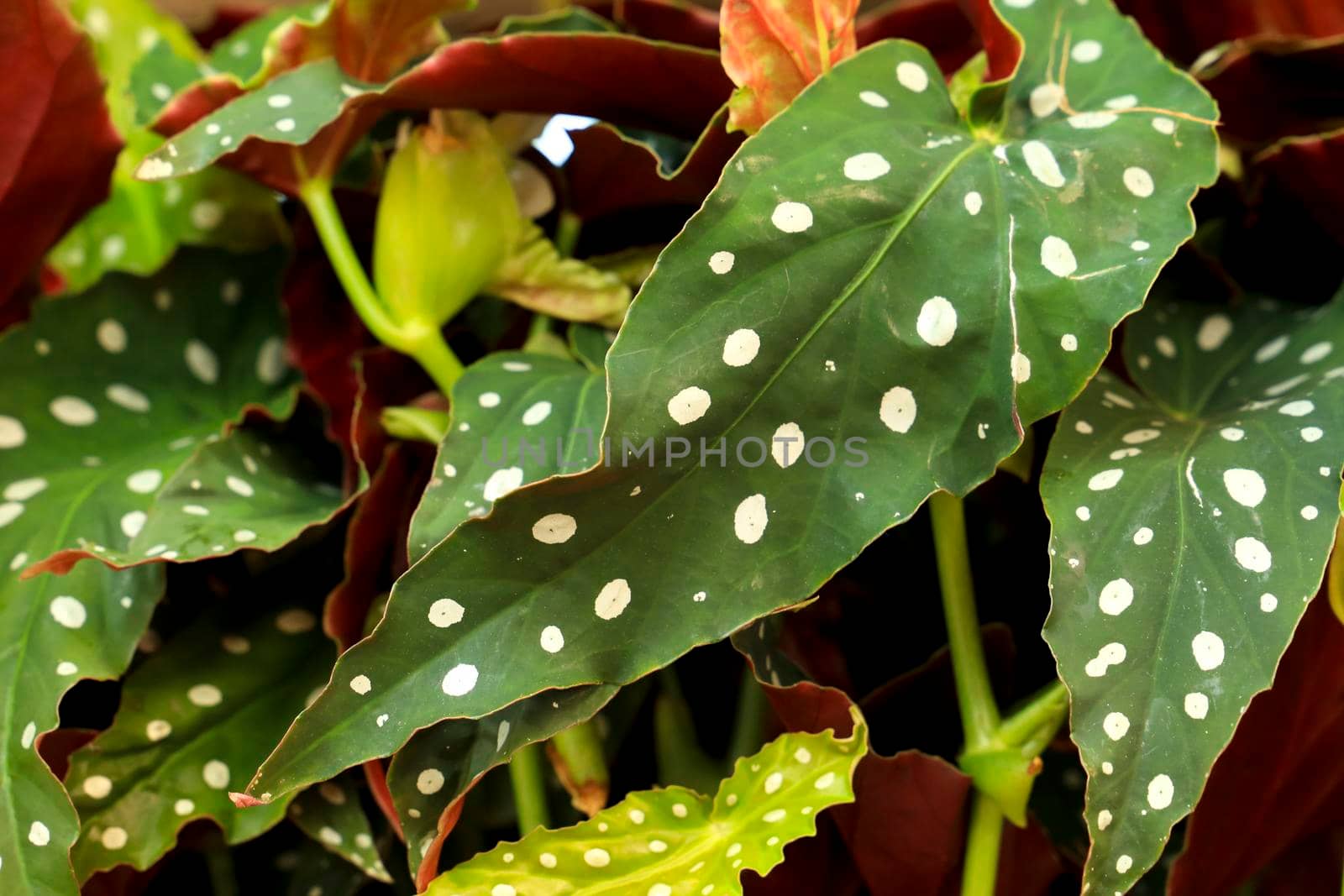 Colorful Begonia Maculata plants in the garden by soniabonet