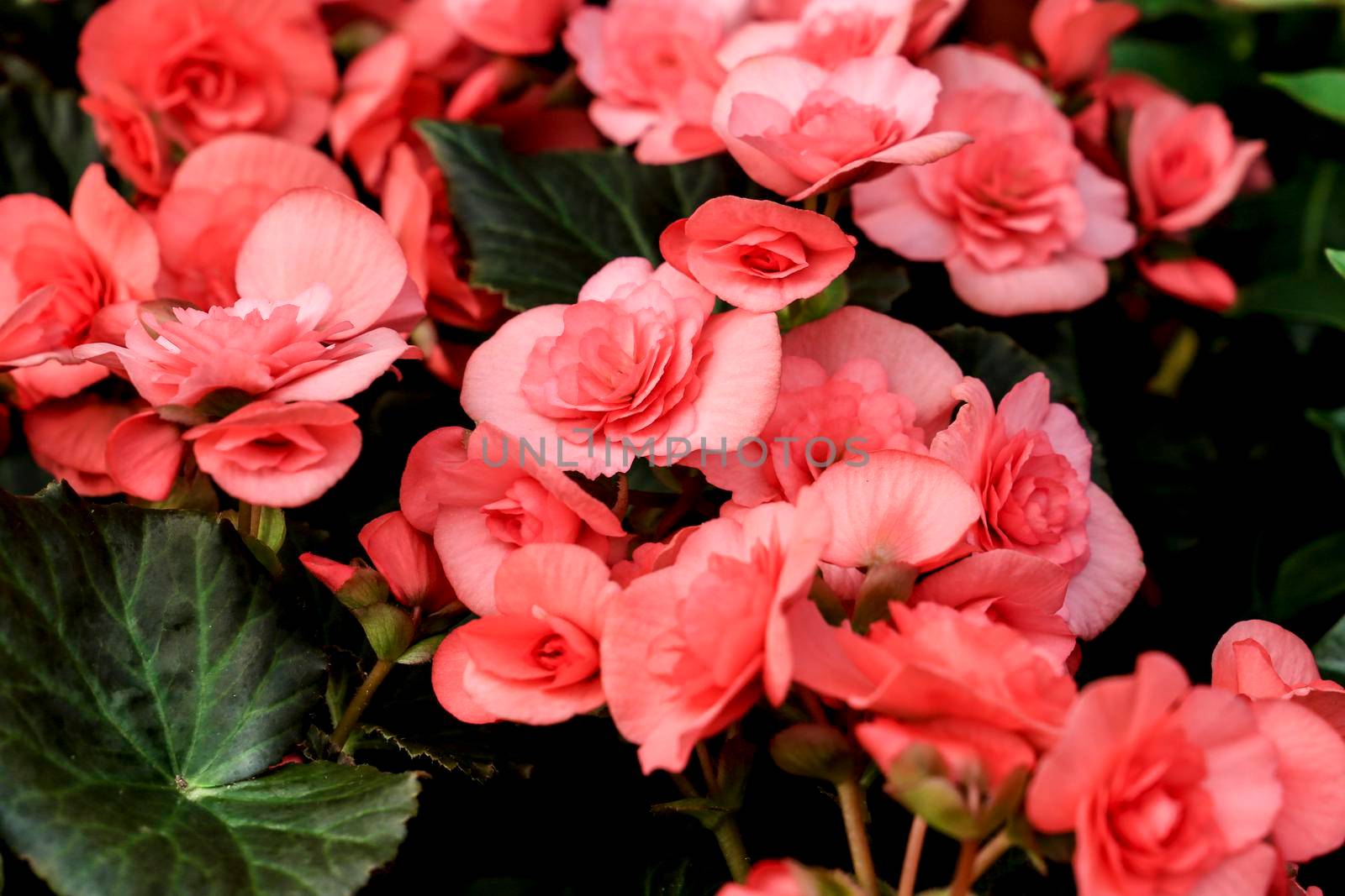 Beautiful and colorful Begonia Hiemalis plants in the garden