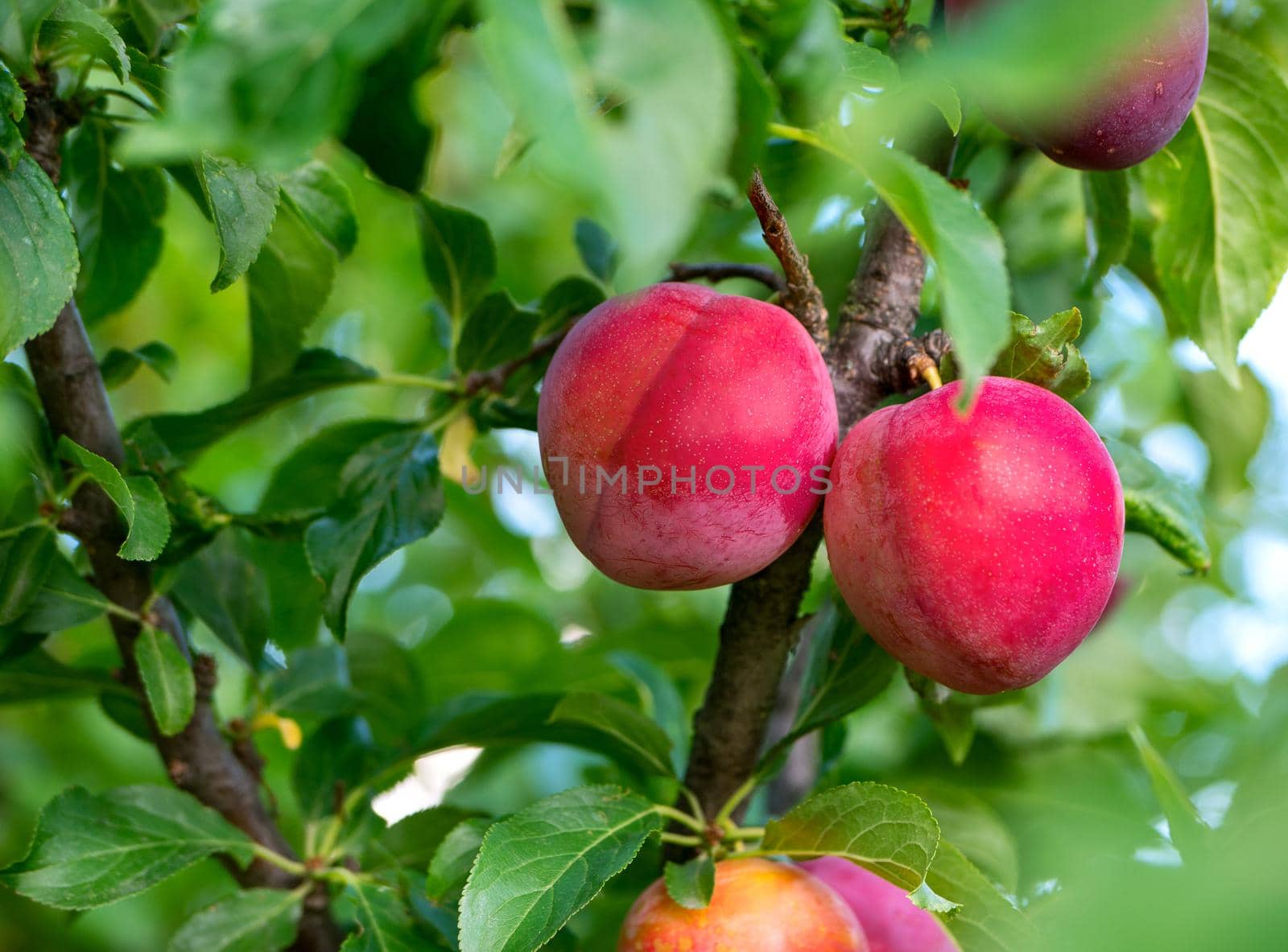Red plums grow on a tree in the garden in the summer