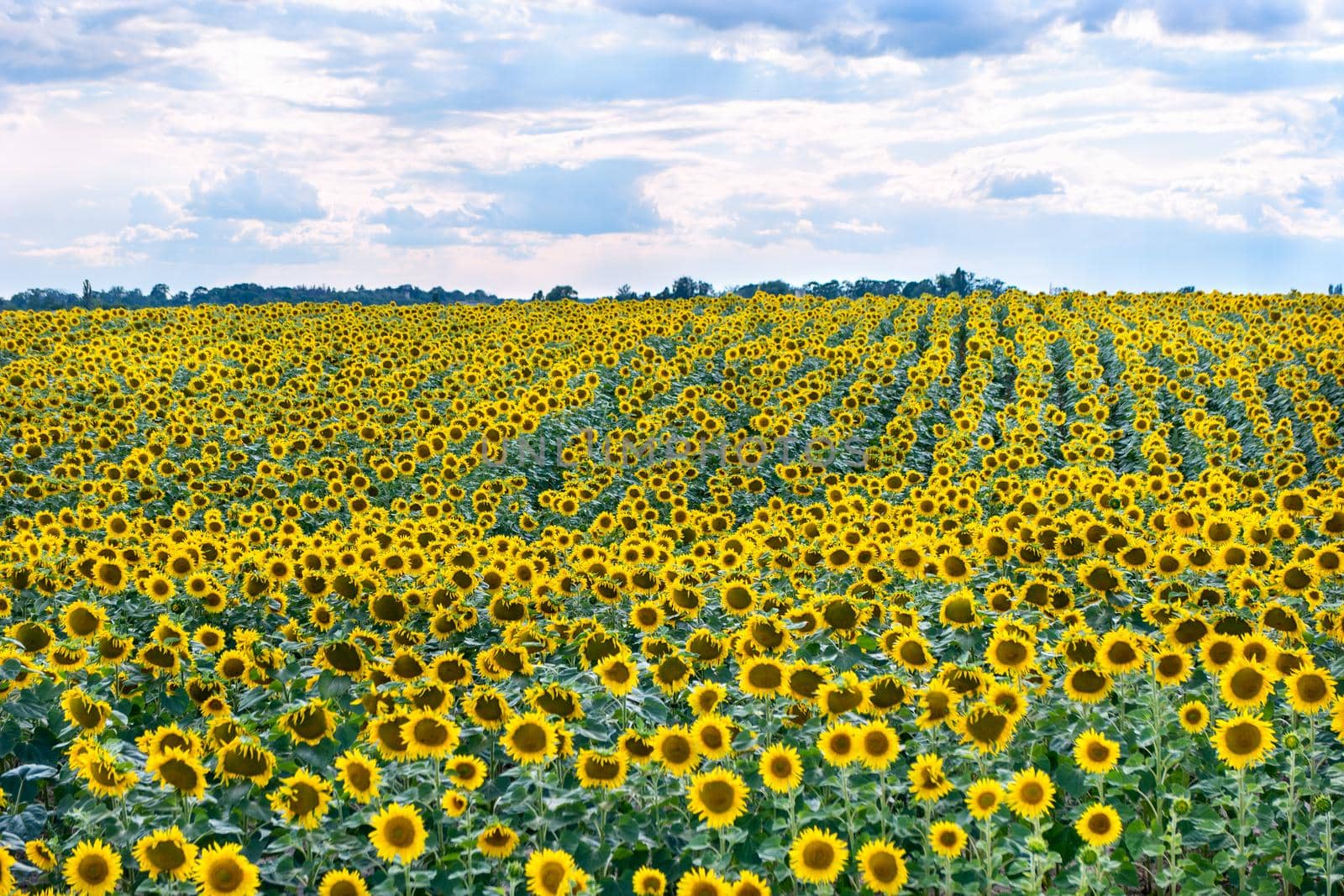 Beautiful field of young sunflowers in cloudy weather