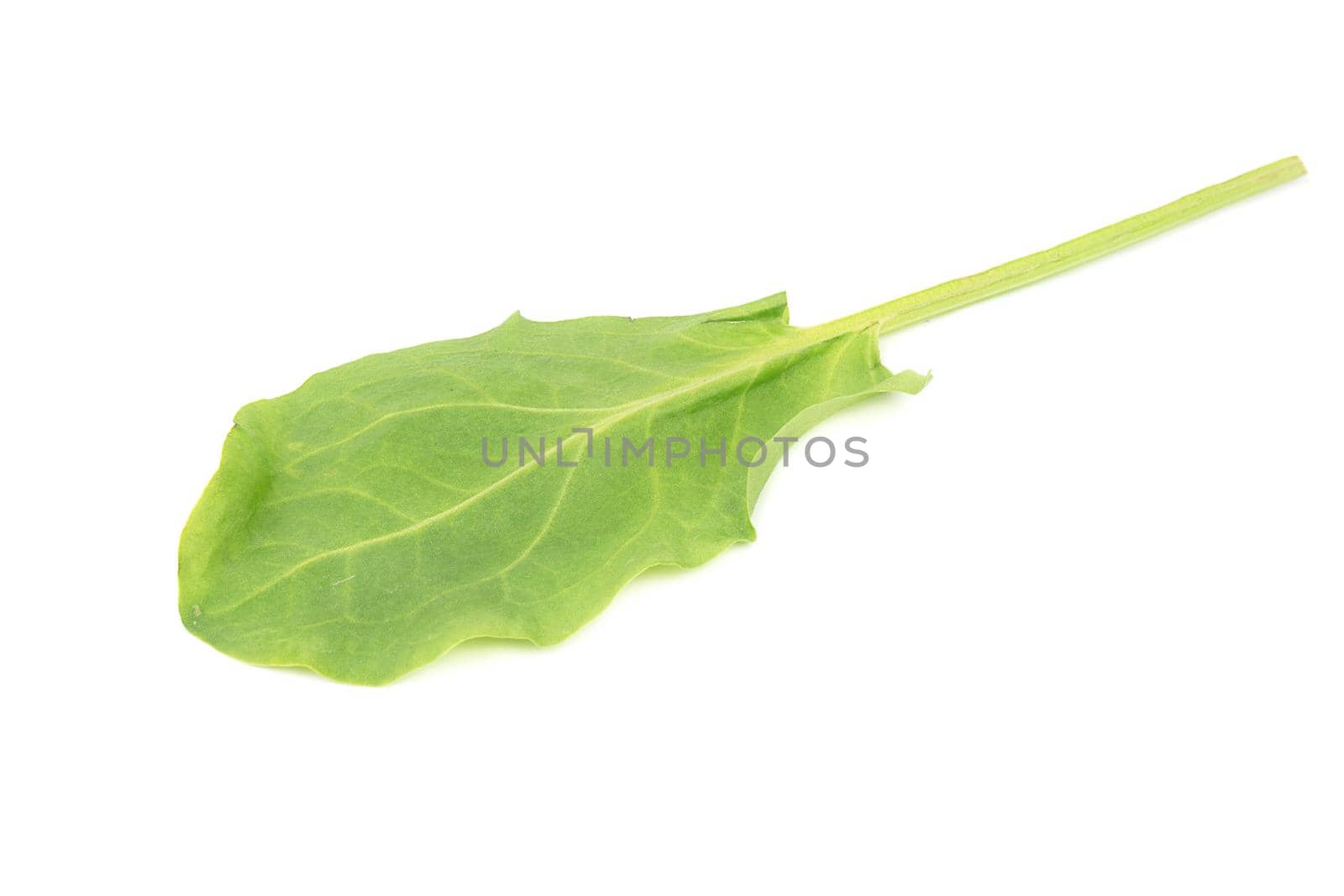 Fresh spinach leaf isolated on white background