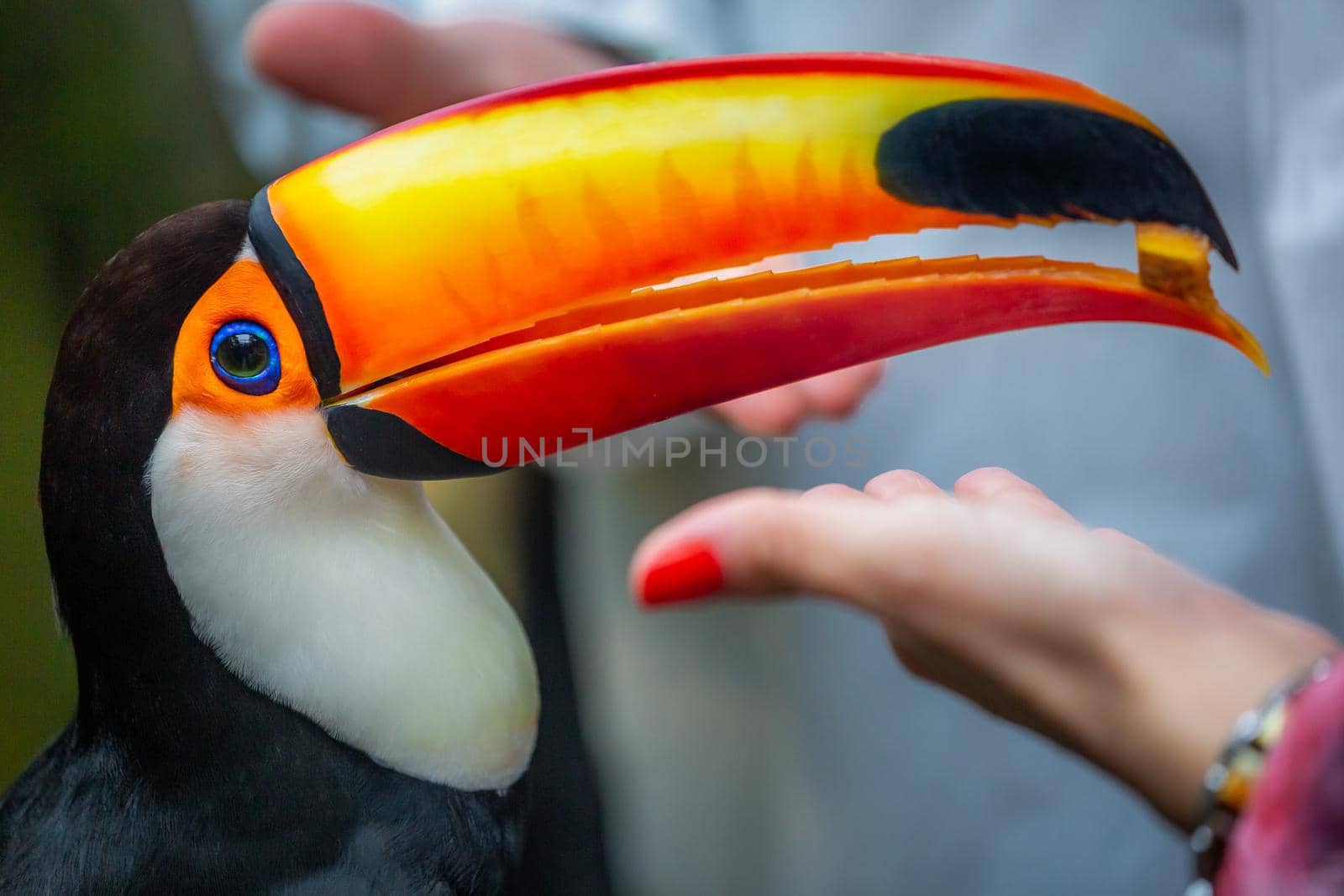 Colorful Toco Toucan tropical bird eating in Pantanal, Brazil