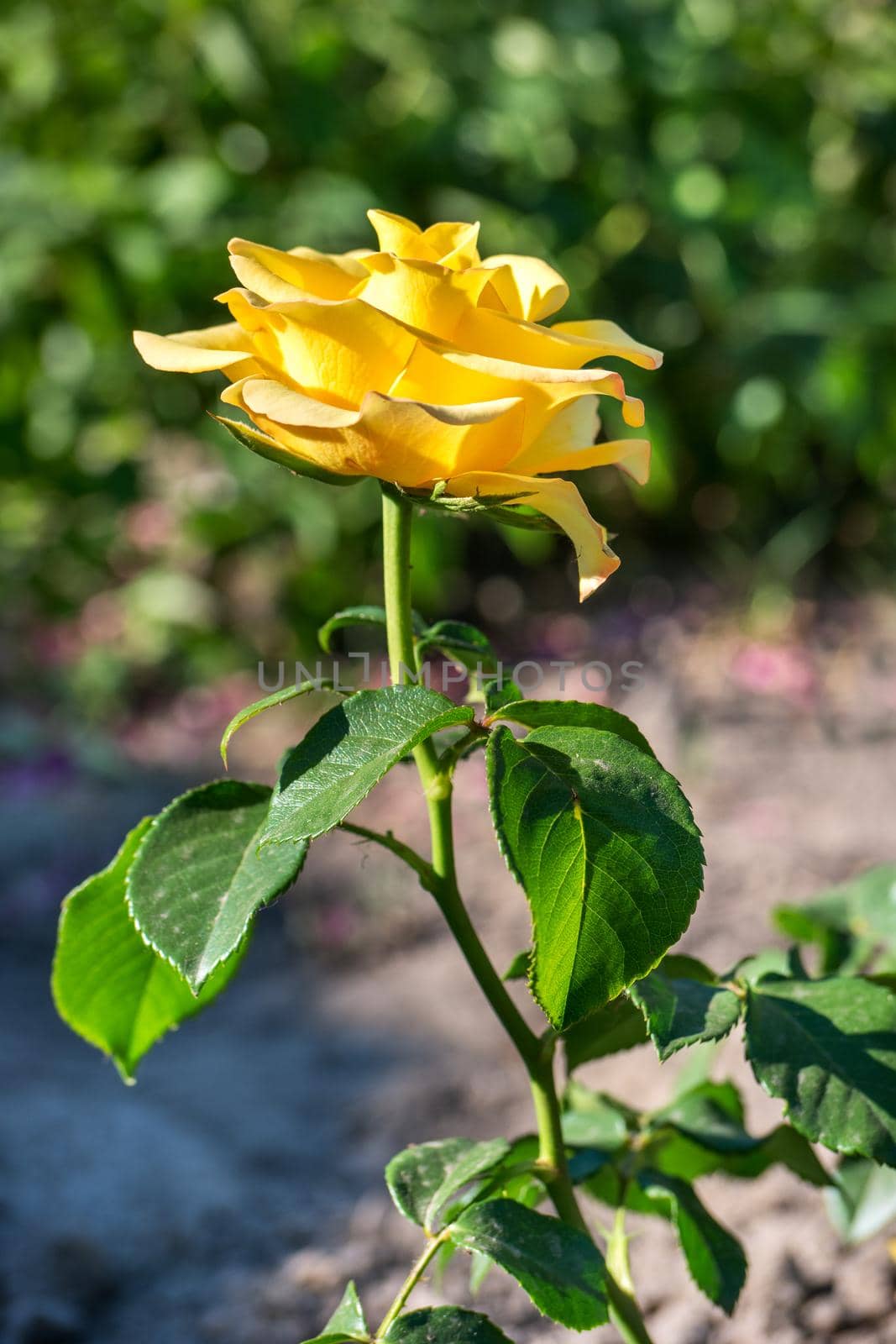 Beautiful yellow rose in the garden close up