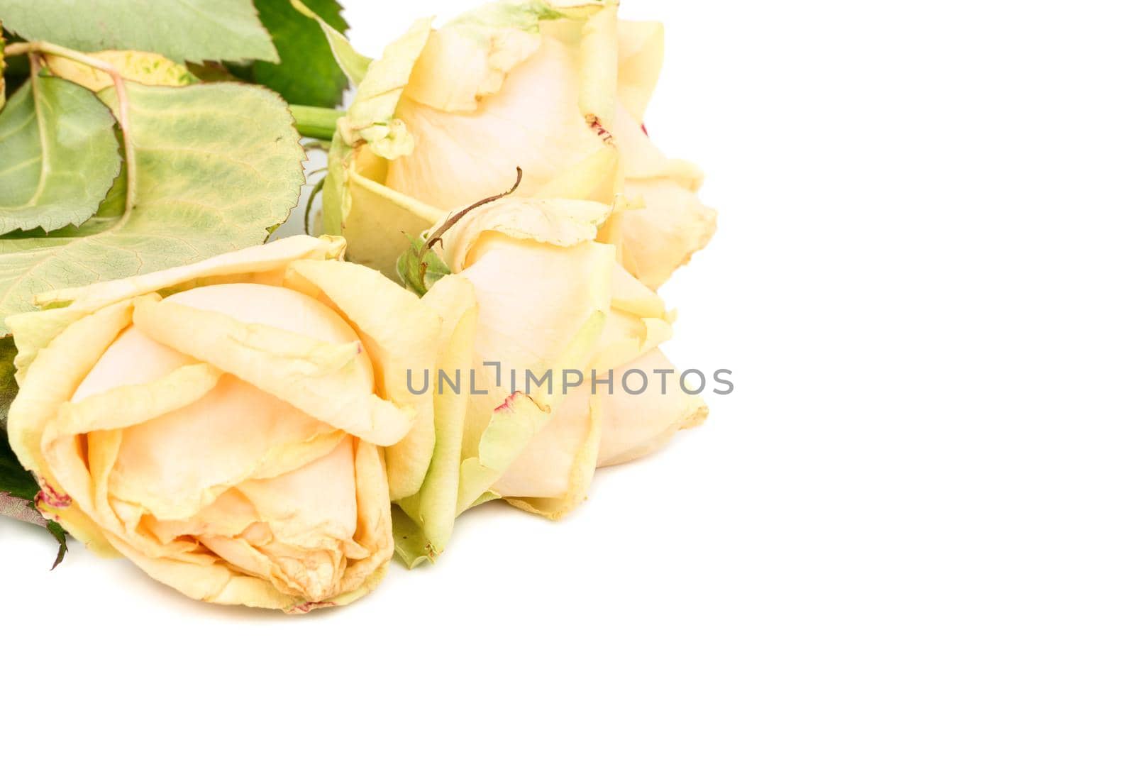 Sluggish three yellow roses on white background, closeup