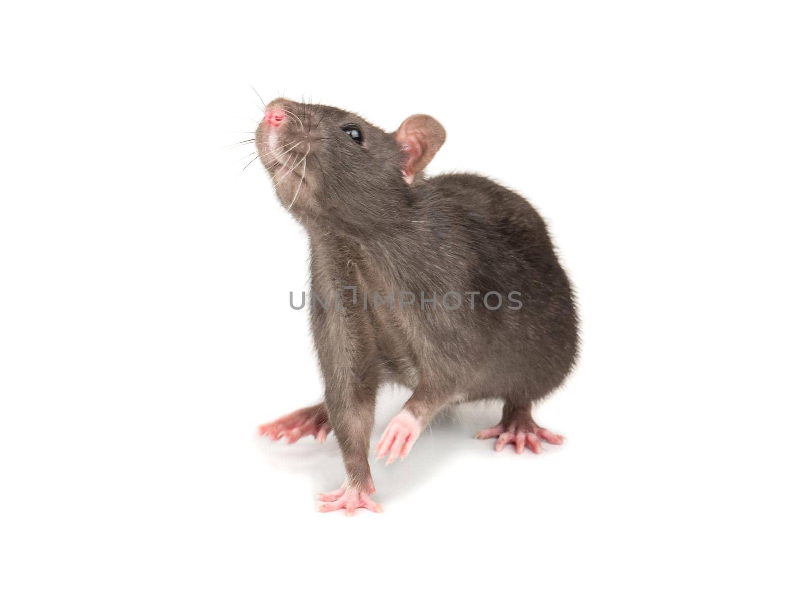 Young decorative gray rat isolated on white background