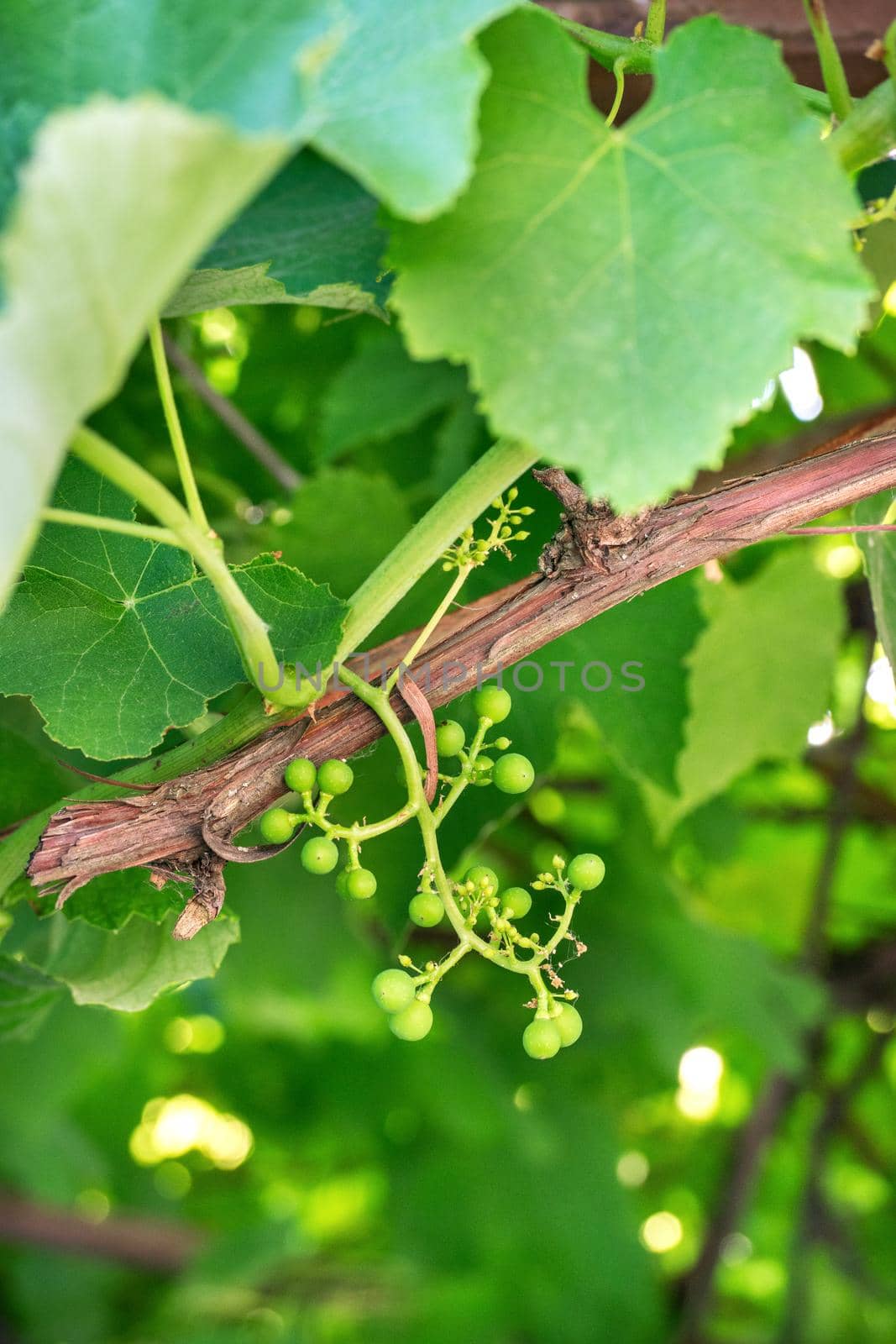 Branch of young green grapes close-up on the street