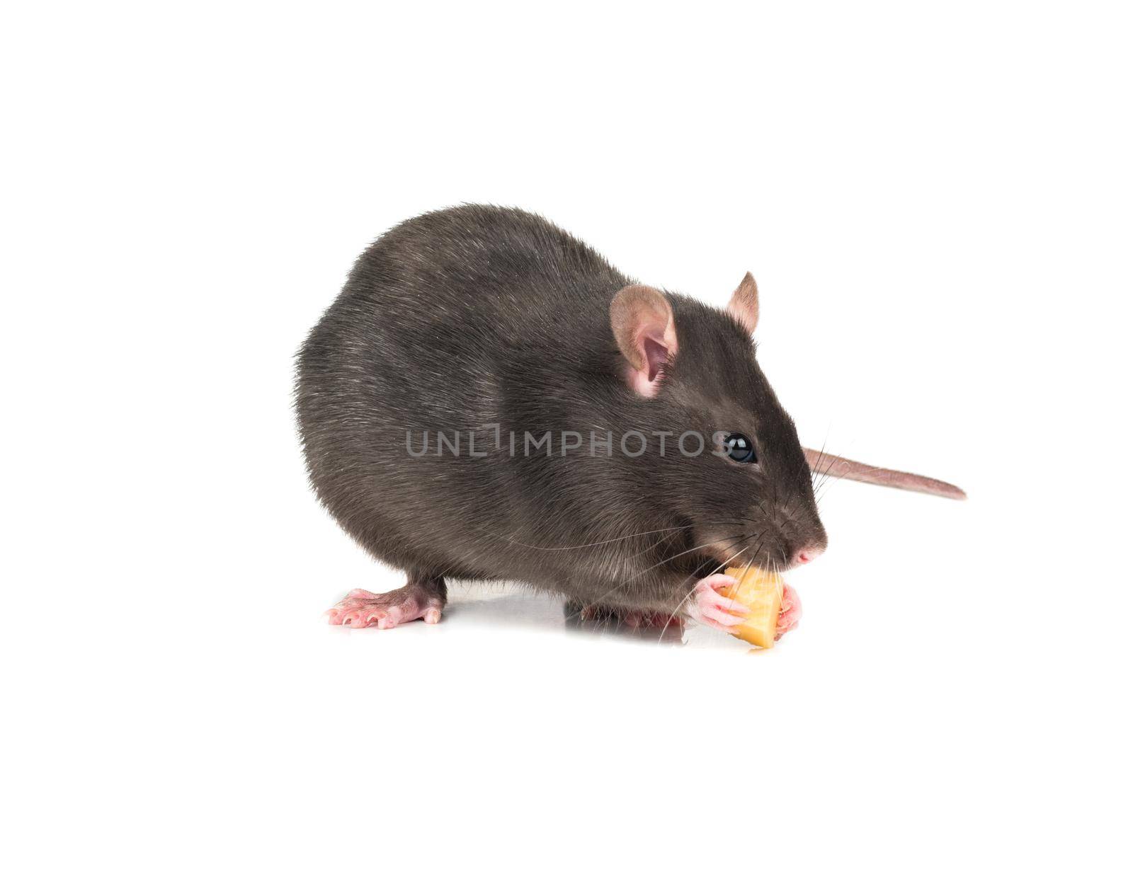 Beautiful gray rat bites a piece of cheese on white background