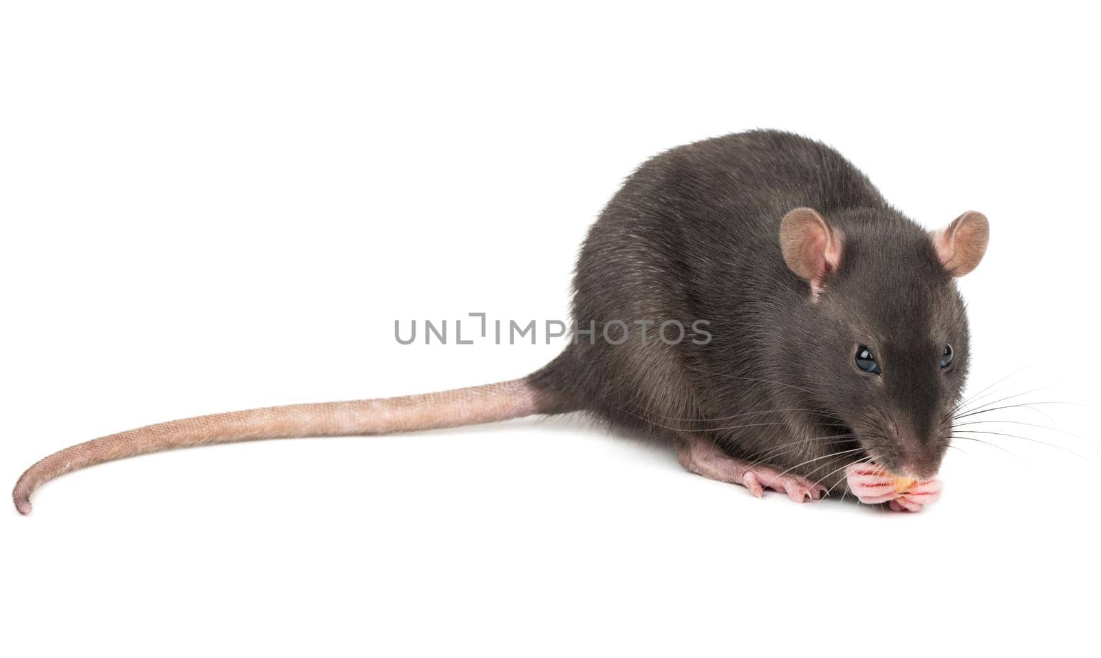 Rat eats the cheese holds in paws on a white background