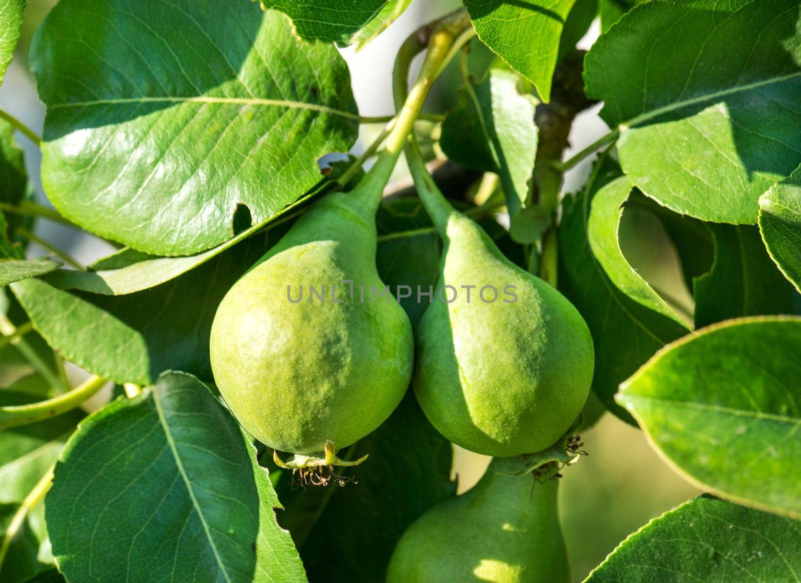 Two green pears on a tree in the summer garden