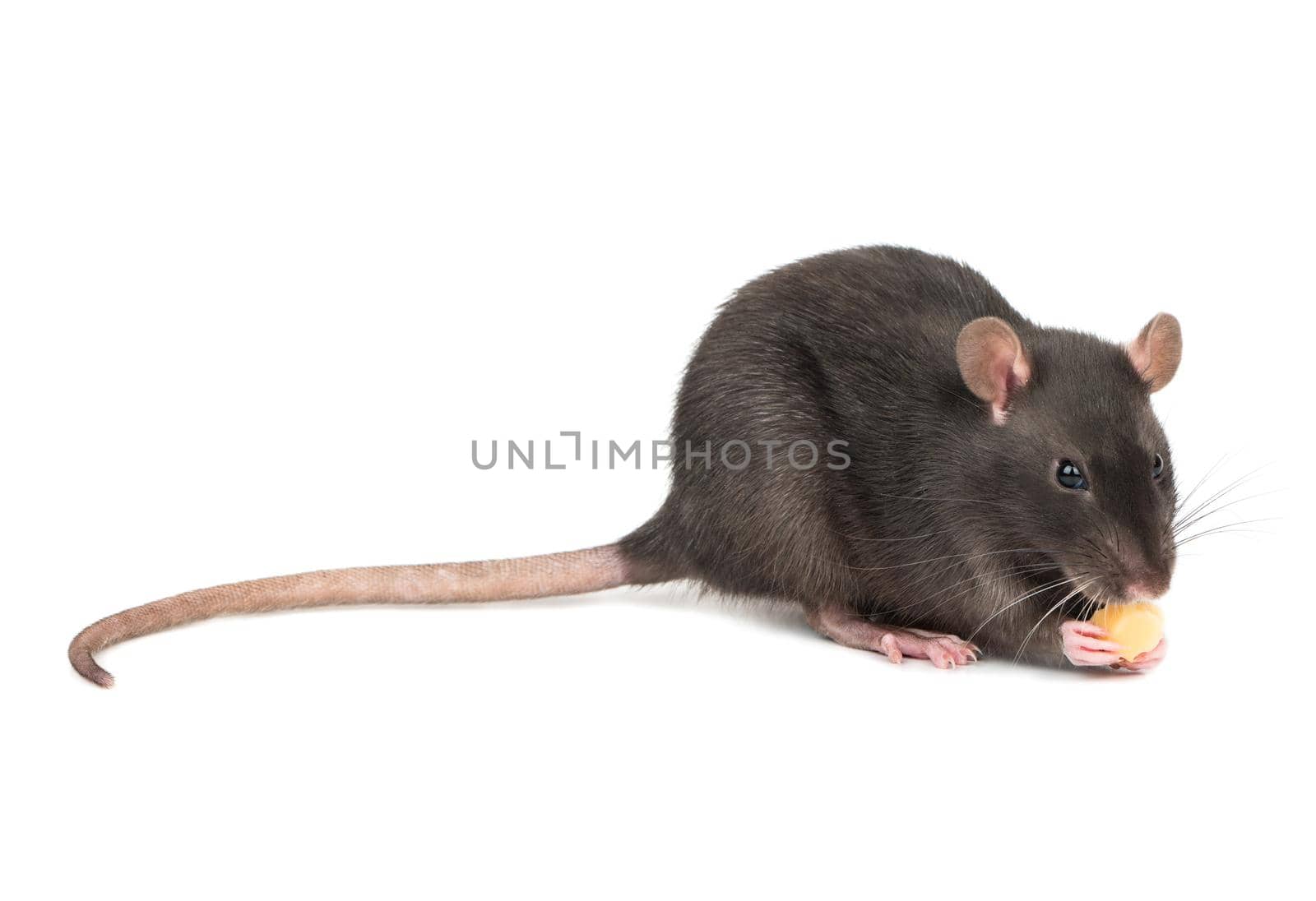 Rat eats the cheese holds in paws on a white background