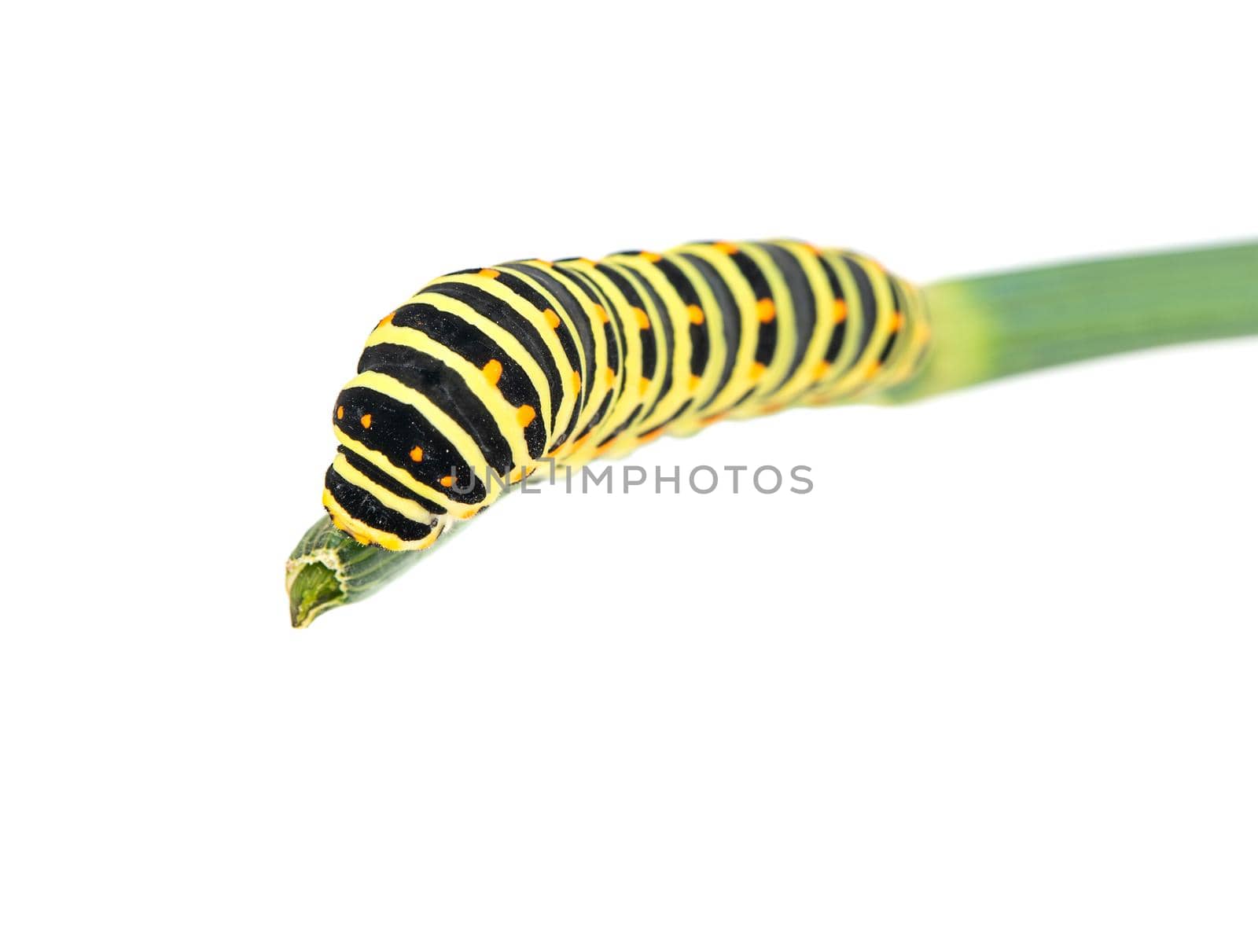 Swallowtail caterpillar on branch by andregric