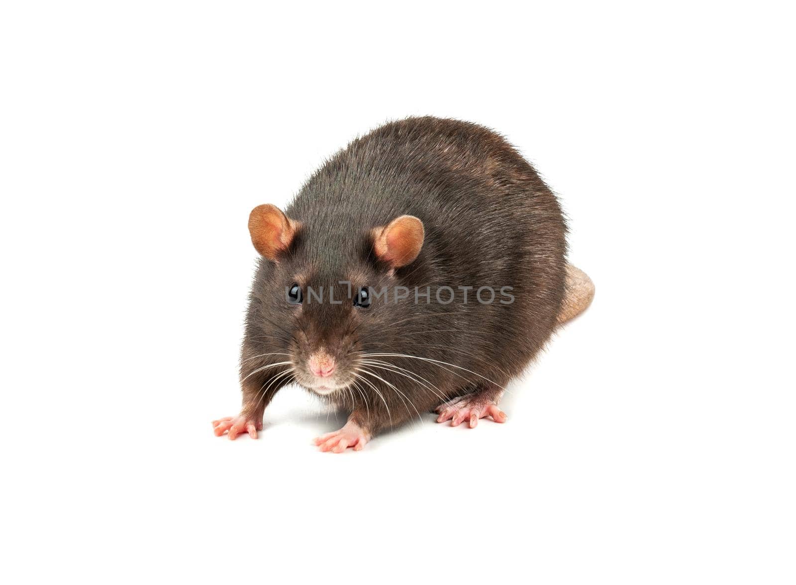 Large grey pet rat isolated on white background