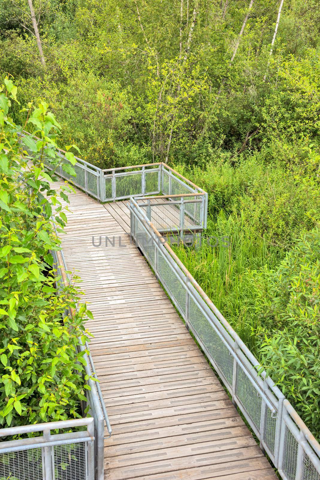 Recreational deck with observation over the park of Burnaby lake.