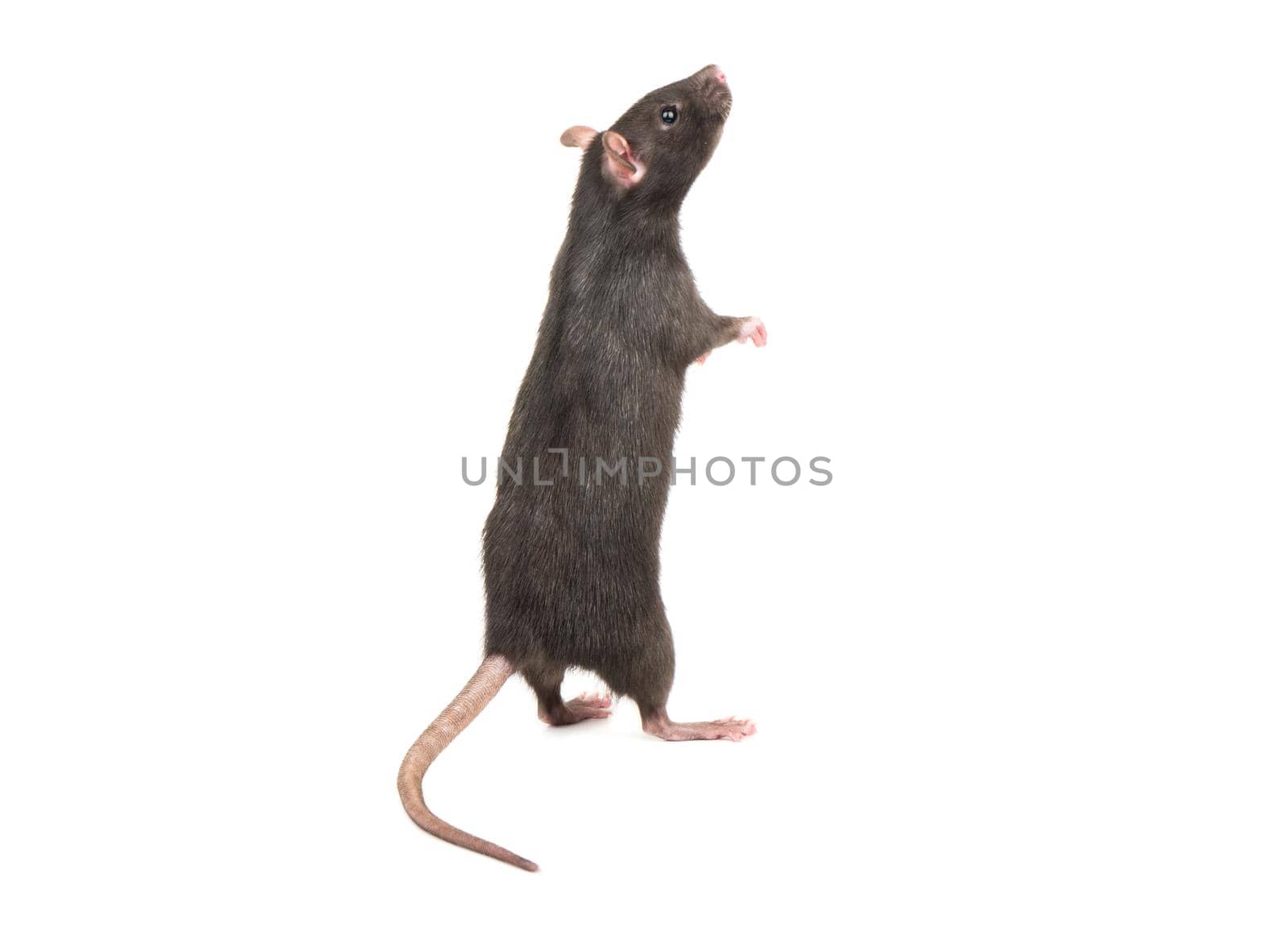 Gray rat standing on hind legs on white background