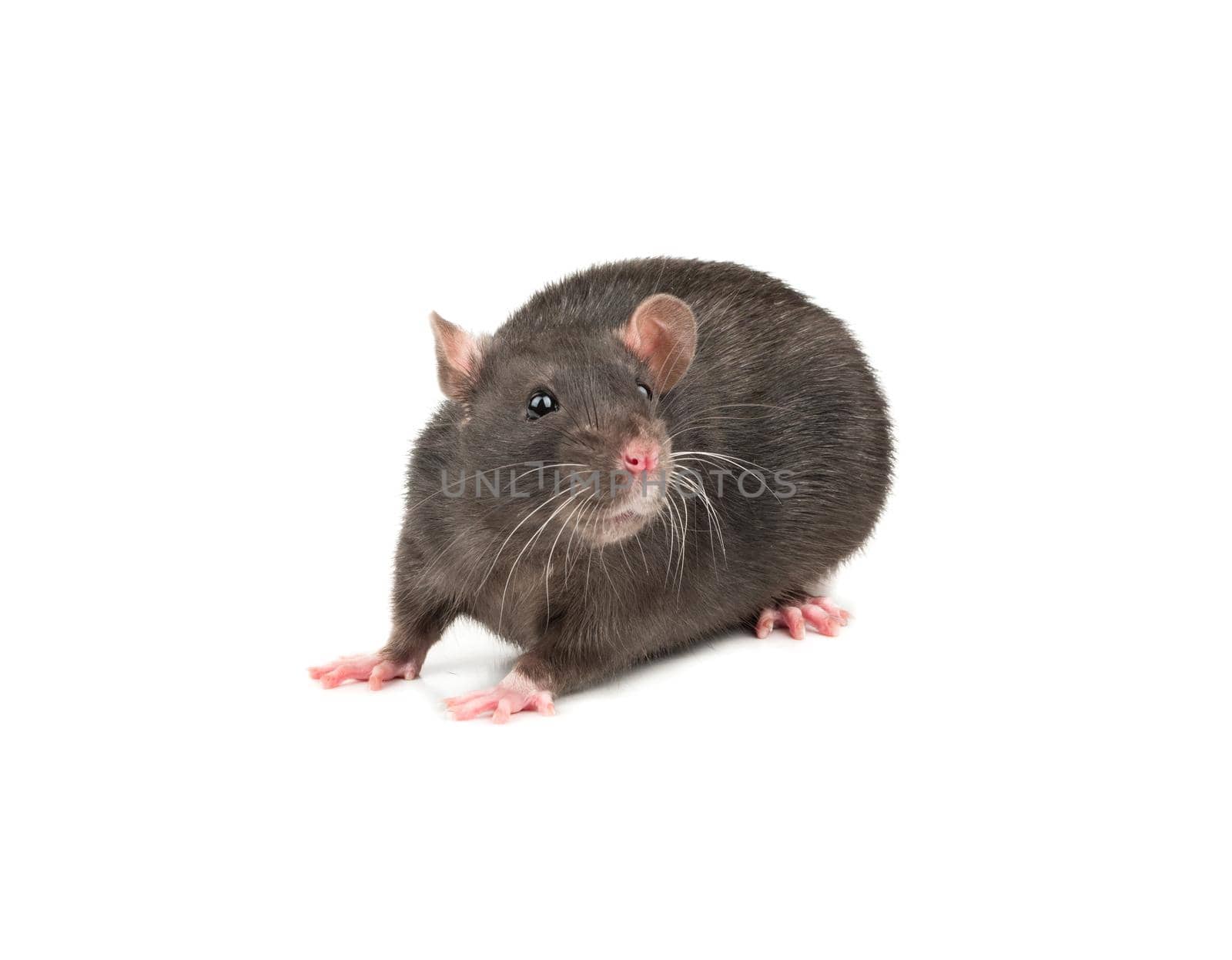 Cute gray rat isolated on white background closeup