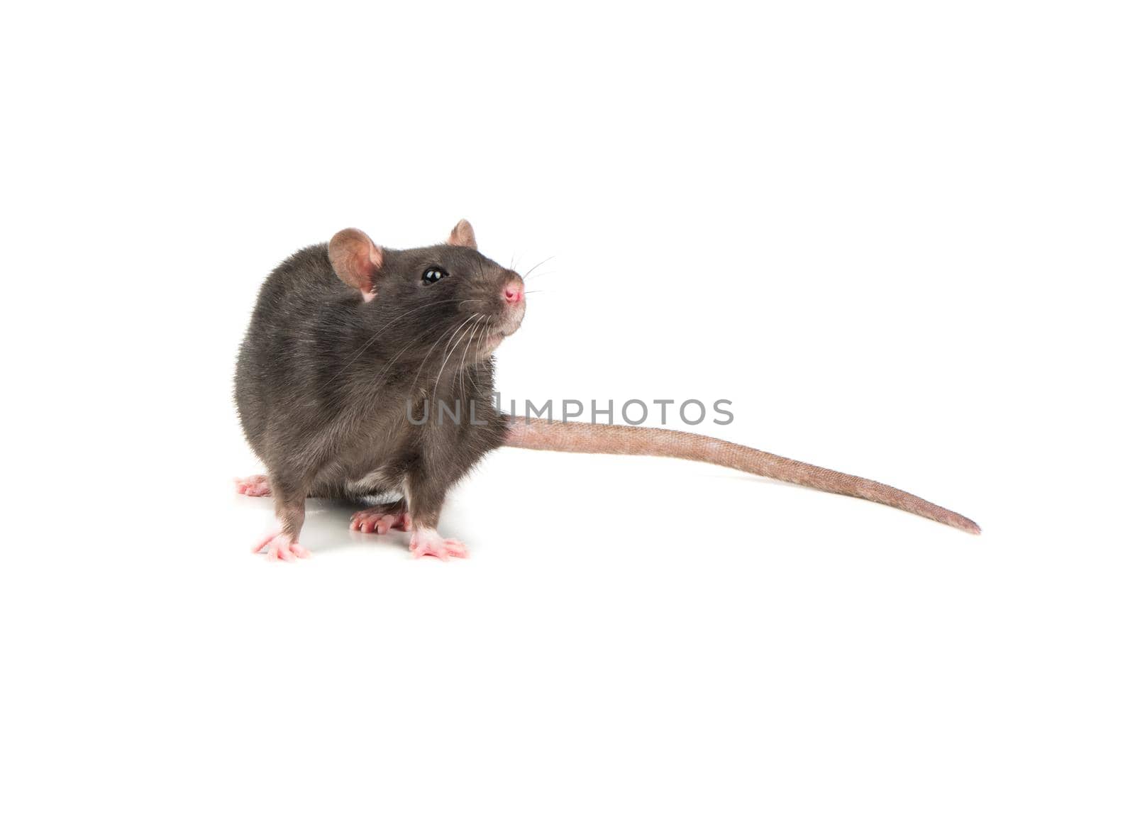 Rat sniffs the air on a white background