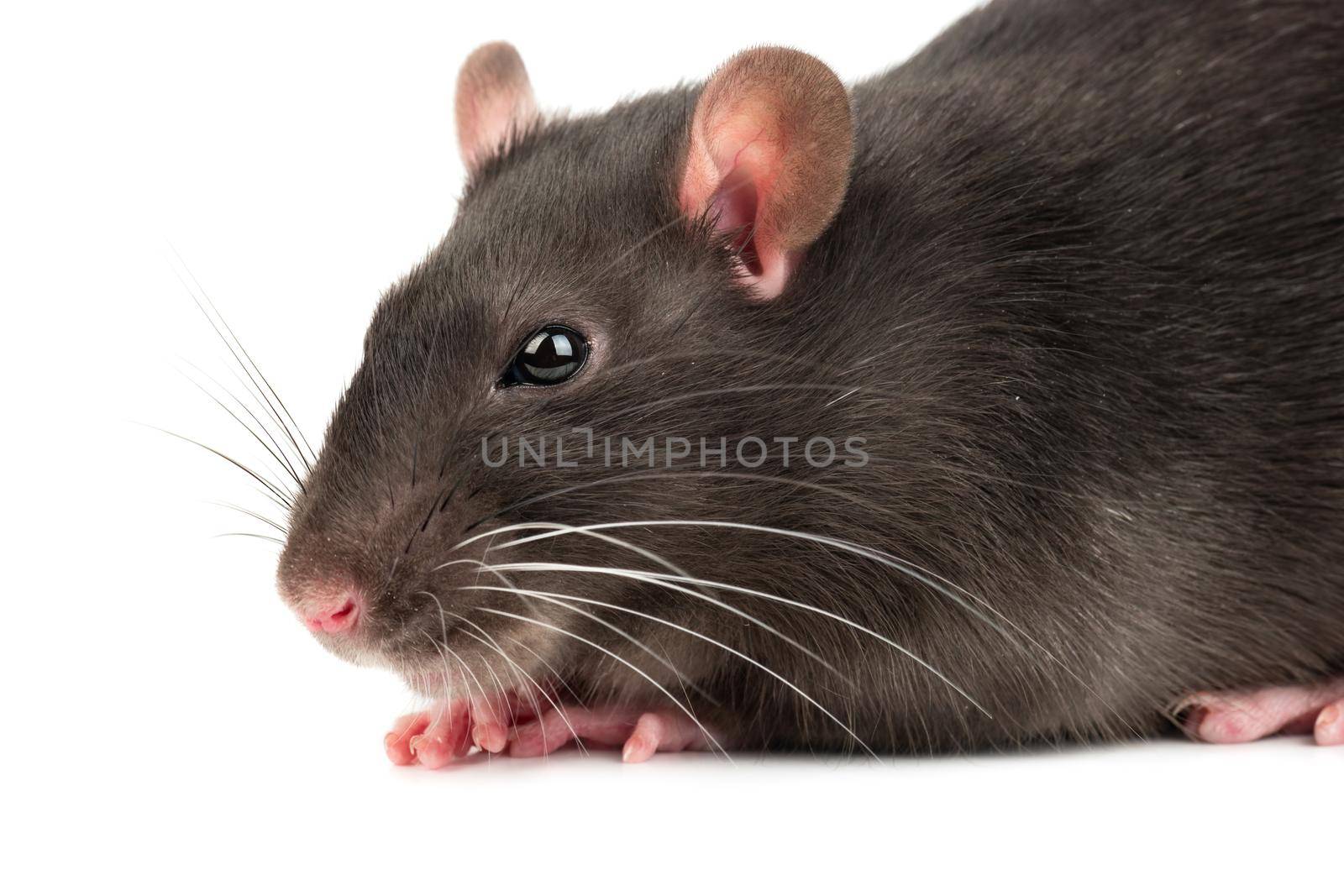 Grey rat closeup by andregric