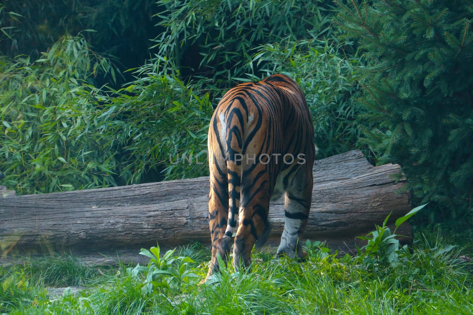Rear view of a departing tiger in the wild. Predatory cat. by kip02kas