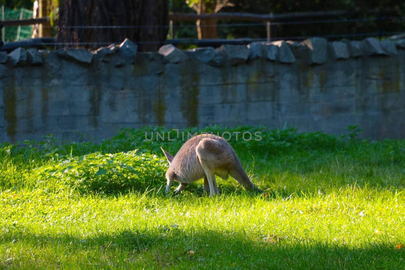 Beautiful kangaroos on a green lawn in an animal park