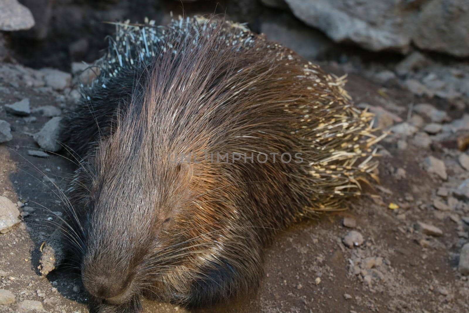 Close up the malayan porcupine animal skin.