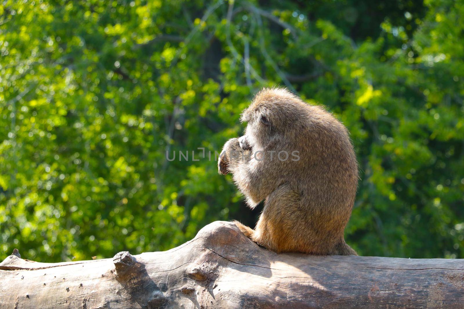 A monkey sits in a tree. Wildlife and animals