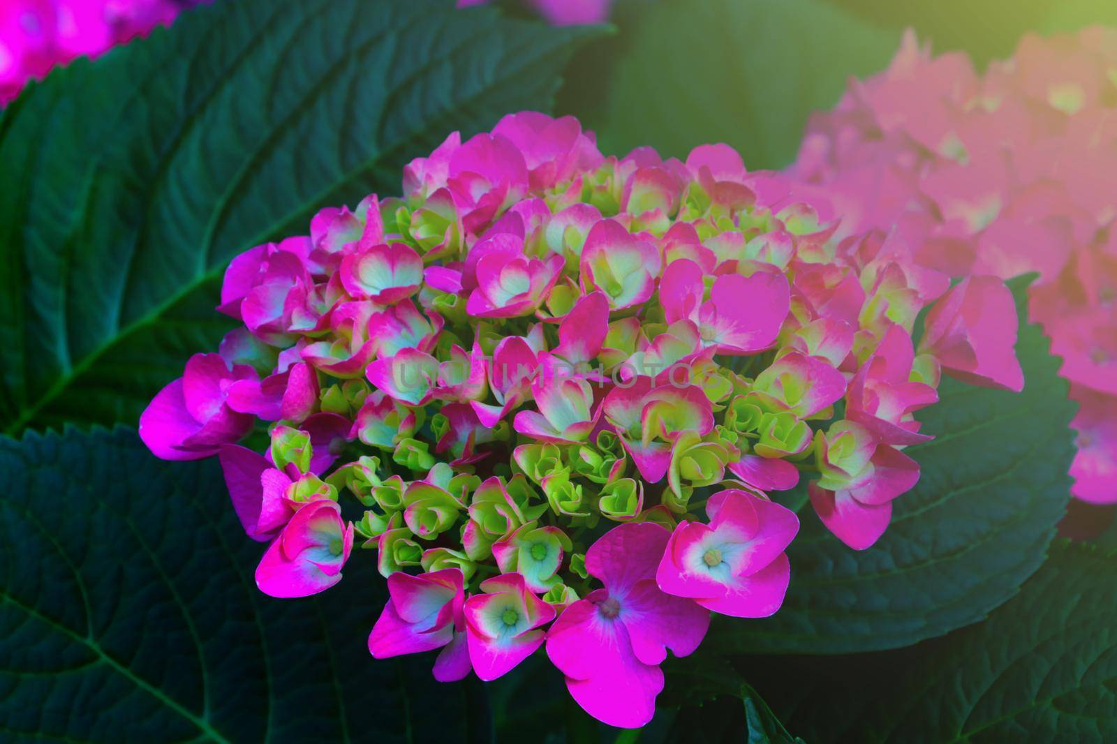 A beautiful soft light falls on the bud of flowering flowers. by kip02kas