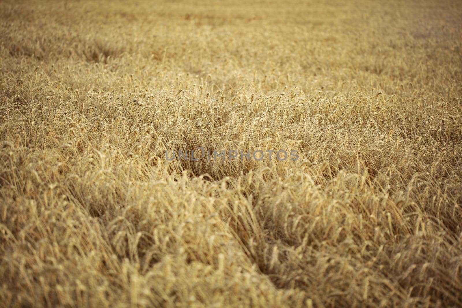 Shallow depth of field photo of wheat / rye field on overcast day.