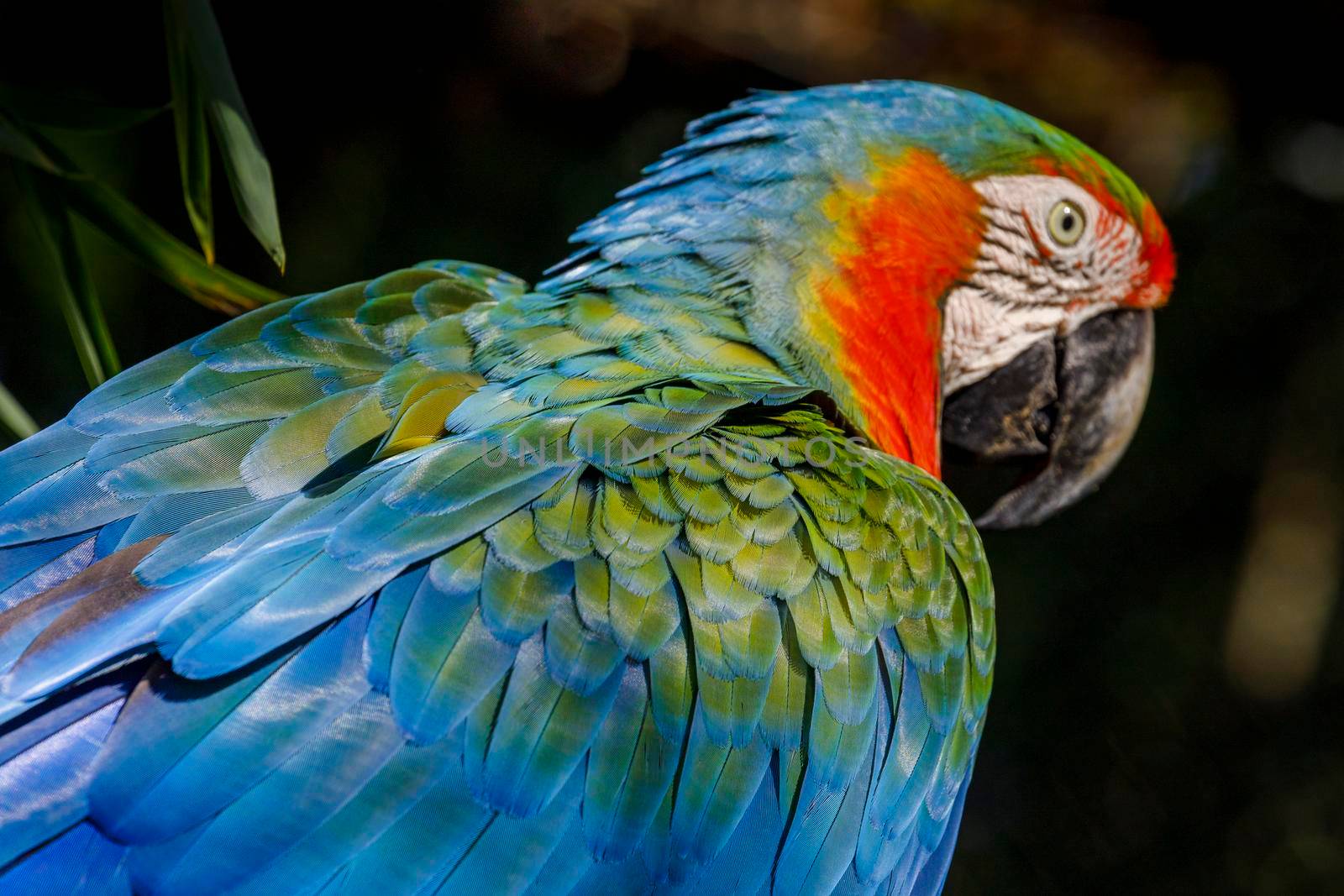 Colorful Macaw parrot back view wings