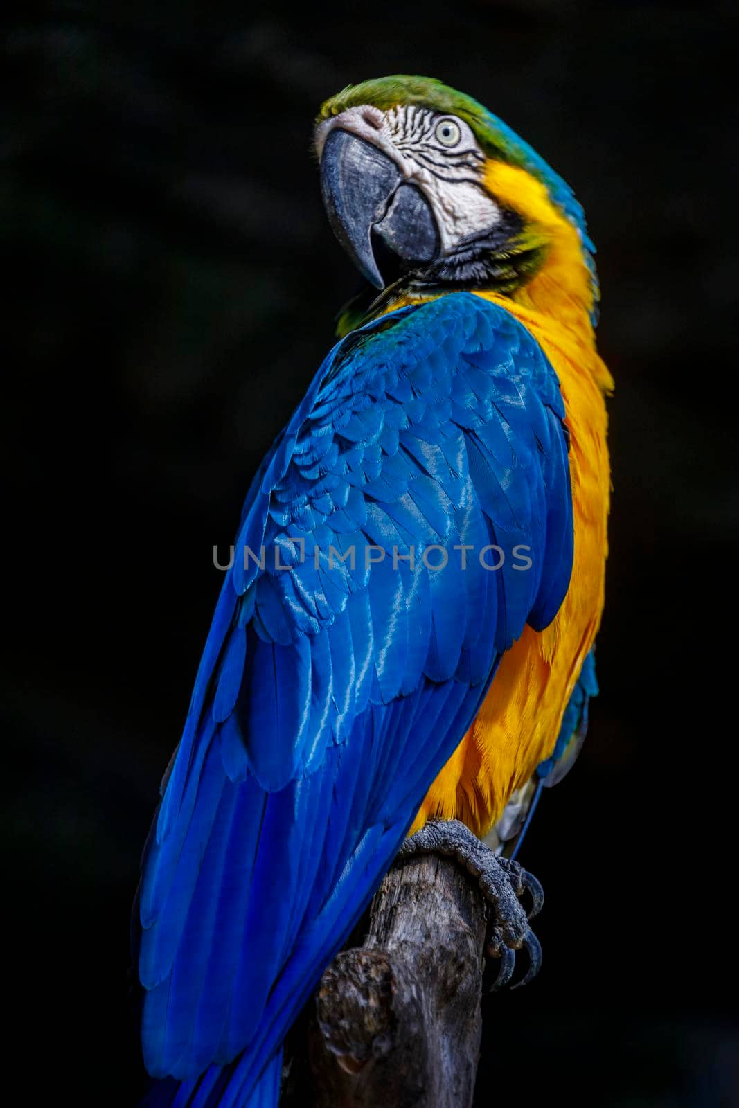 Yellow and blue Macaw parrot in Pantanal, Brazil