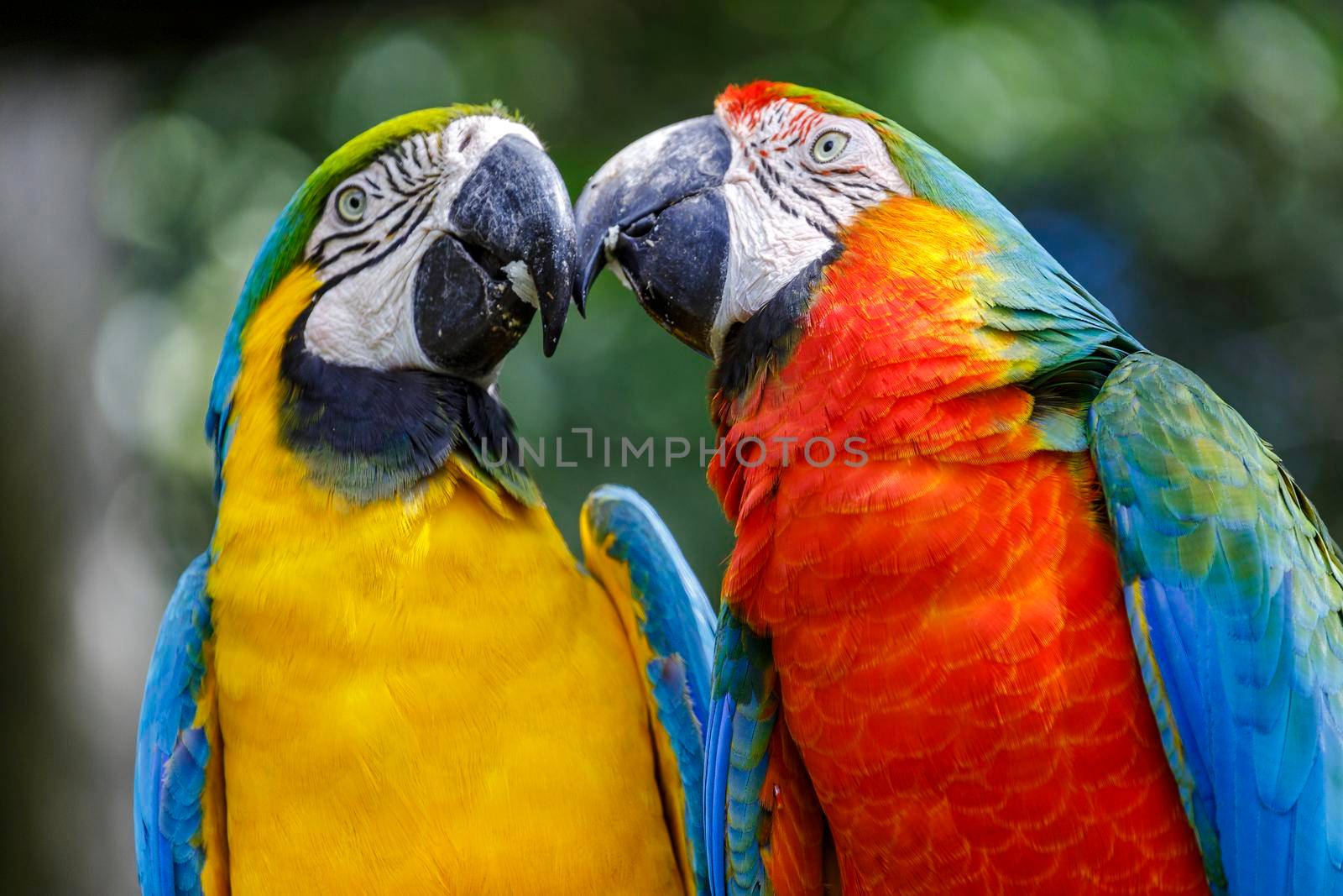Colorful Scarlet and yellow blue macaw eating together in Pantanal, Brazil